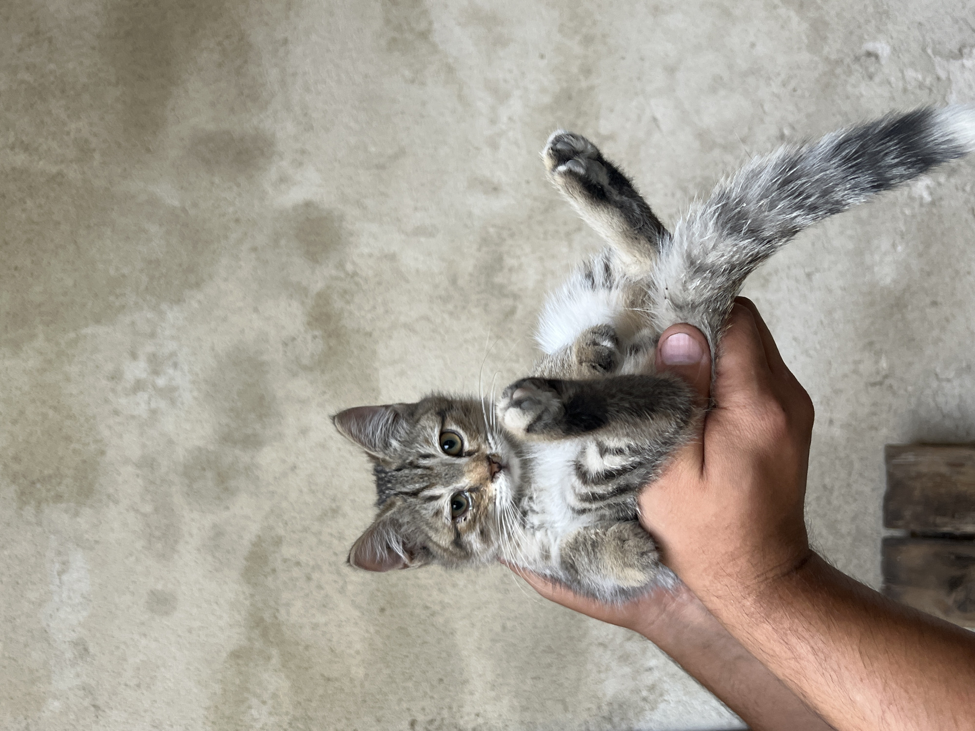 In Osh City, Kyrgyzstan, a person is holding a small tabby kitten in their hands. The kitten is lying on its back, with its legs splayed out. The kitten has grey and brown fur with darker stripes. Its eyes are partially closed, and it appears to be relaxed. The background is a neutral, textured wall. Two wooden blocks are visible at the bottom of the image.