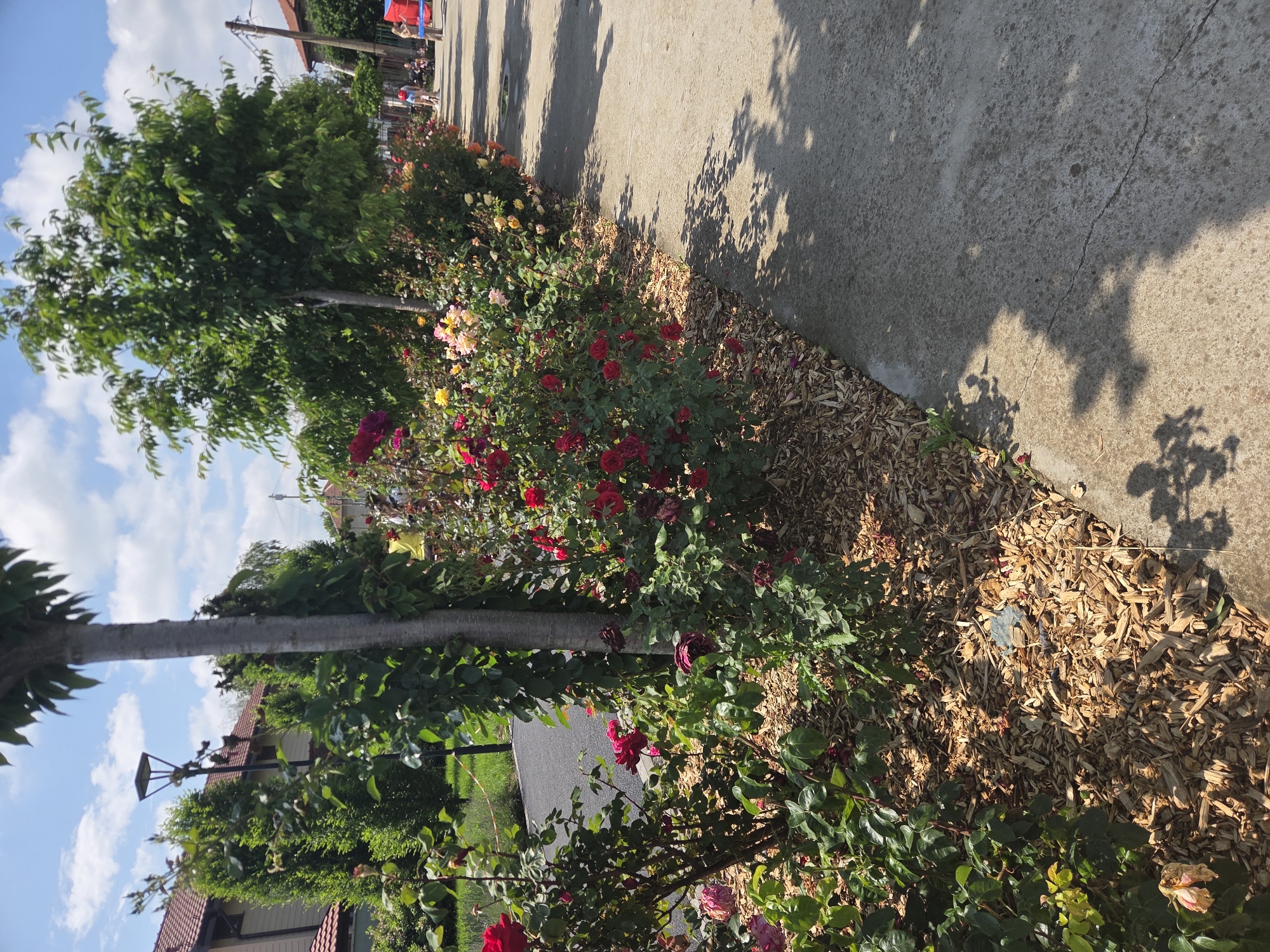 The image captures an outdoor scene in Elin Pelin, Bulgaria, under direct sunlight with a partly cloudy blue sky. A concrete pedestrian pathway extends from the foreground into the mid-ground on the right, exhibiting minor surface cracks and significant shadows cast by overhead vegetation. To the left of this path, a landscaped garden bed is filled with numerous rose bushes. These bushes display blooms in varying stages of development and color, including vibrant red, deep crimson, pink, yellow, and orange, with some visible spent blossoms. The ground beneath the roses is covered with light-colored wood chip mulch, and a small, irregular piece of blue material is visible within the mulch in the foreground.
Several trees are present within the scene. A light grey tree trunk stands vertically in the foreground, partially obscuring the left side. Further back, a tree with a full, dense green canopy is centrally located. On the far left, a dark-colored, modern street lamp is visible behind the rose bed, adjacent to what appears to be a separate asphalt pathway. Behind the rose bushes and the asphalt path, a row of tall, conical evergreen shrubs and residential buildings with tiled roofs and light-colored walls are visible in the background.
Multiple individuals are situated on the concrete pathway in the mid-ground and background. One person wearing a yellow shirt is partially visible behind a tree on the left side of the path. Further down the path, another person dressed in a red hat and blue shorts is standing near a stroller. A third person is visible behind them, holding a blue rectangular object. The scene suggests a public park or a well-maintained promenade area.