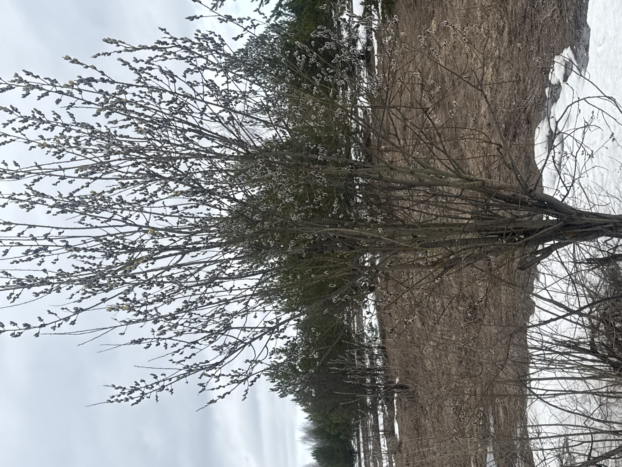 The image depicts a winter landscape in Кемуль, Russia. A pussy willow shrub is in the foreground, its branches covered in fuzzy catkins. Behind the shrub is a field of brown, dry vegetation, and patches of snow are visible on the right side of the frame. A line of evergreen trees stretches into the distance. The sky is overcast and grey.