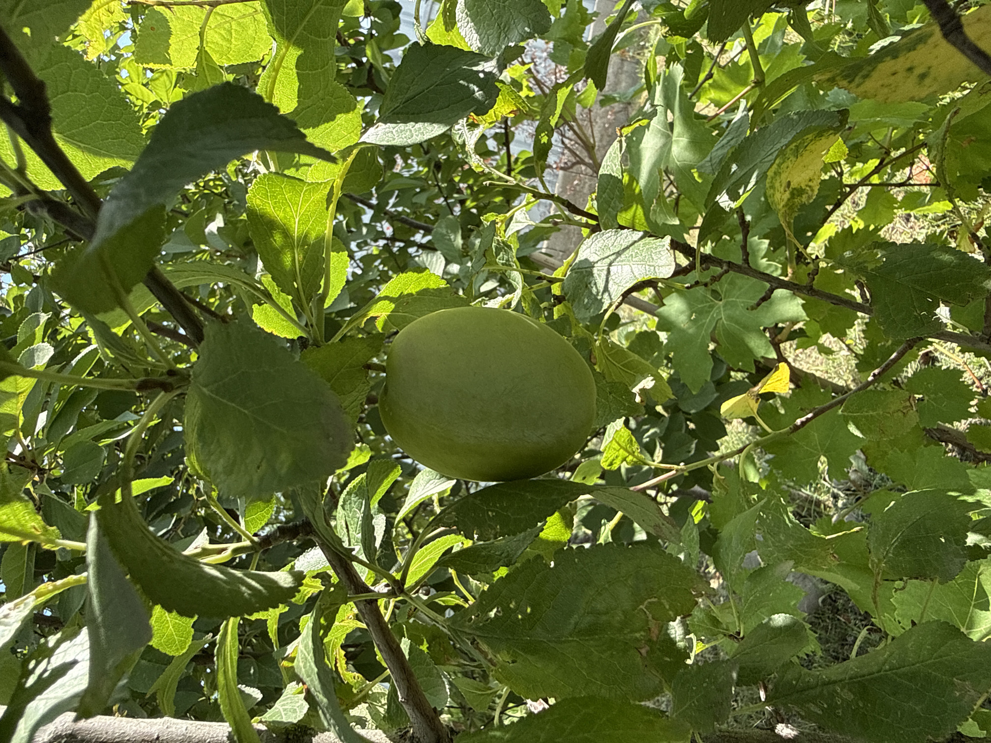 A single, unripe green plum hangs from a branch of a tree, surrounded by lush green leaves. The plum is oval-shaped and appears smooth. Sunlight filters through the foliage, creating dappled shadows and highlighting the textures of the leaves and the fruit. The tree is likely in a garden or natural setting, given the presence of other vegetation and the ground visible beneath the branches. There is no indication of any specific location within Tbilisi, Georgia, or any people present in the image. The scene is static and captures a moment in nature.