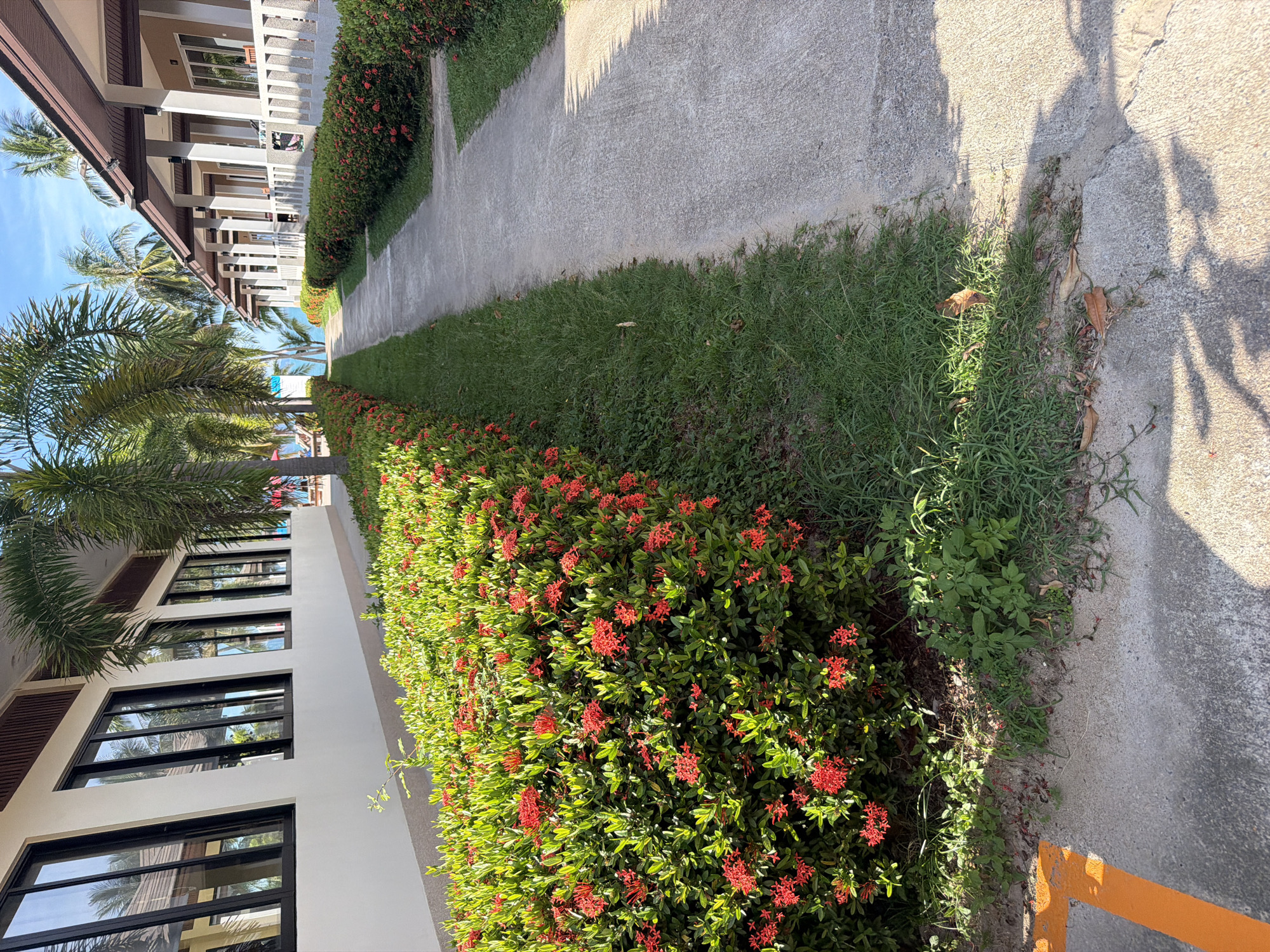 In Baan Tai, Thailand, a paved walkway runs between a manicured hedge of Ixora flowers with red blooms and a row of bungalows. The bungalows, with brown roofs and white railings, are set against a backdrop of palm trees and a bright blue sky. On the left, a building with large, dark-framed windows reflects the surrounding tropical scenery. The walkway is bordered by lush green grass. A yellow line is visible on the concrete to the left of the walkway. The sun casts shadows of palm fronds across the path.