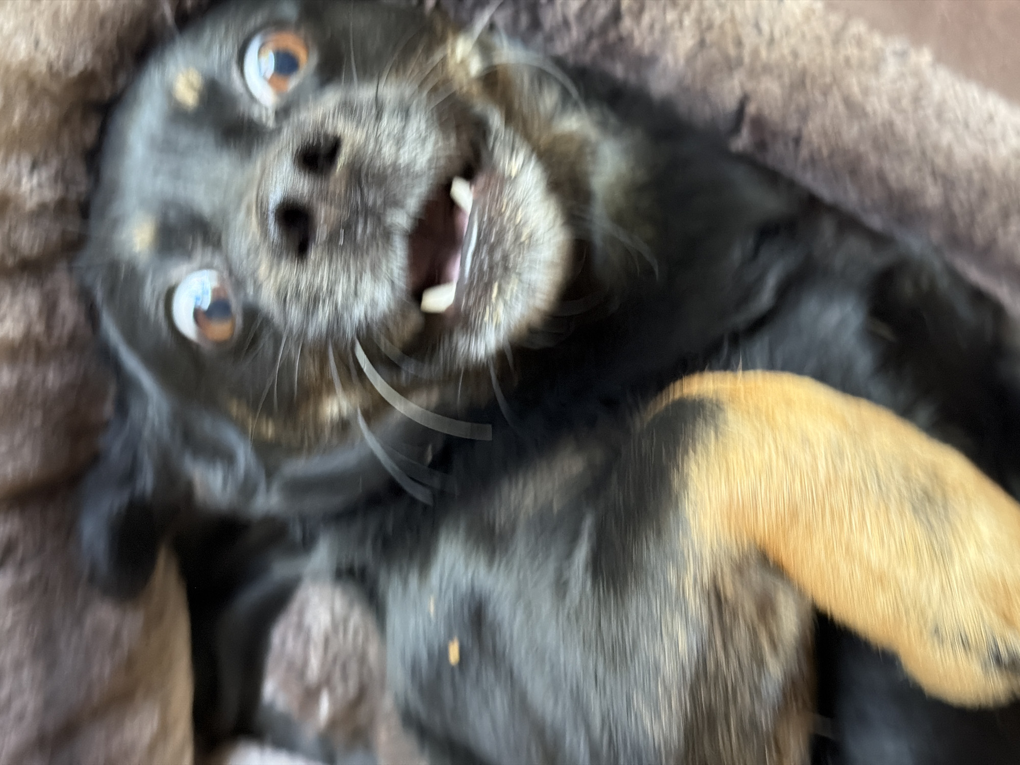 A black and tan dog with wide, startled eyes is lying on its back on a brown, furry surface. Its mouth is open, revealing a few teeth, and its whiskers are fanned out. The dog's paws are visible and appear to be relaxed. The image is blurry, suggesting movement or a shallow depth of field. The background is a soft, blurred brown texture, likely a blanket or cushion. The lighting is natural, with some highlights on the dog's eyes and fur.