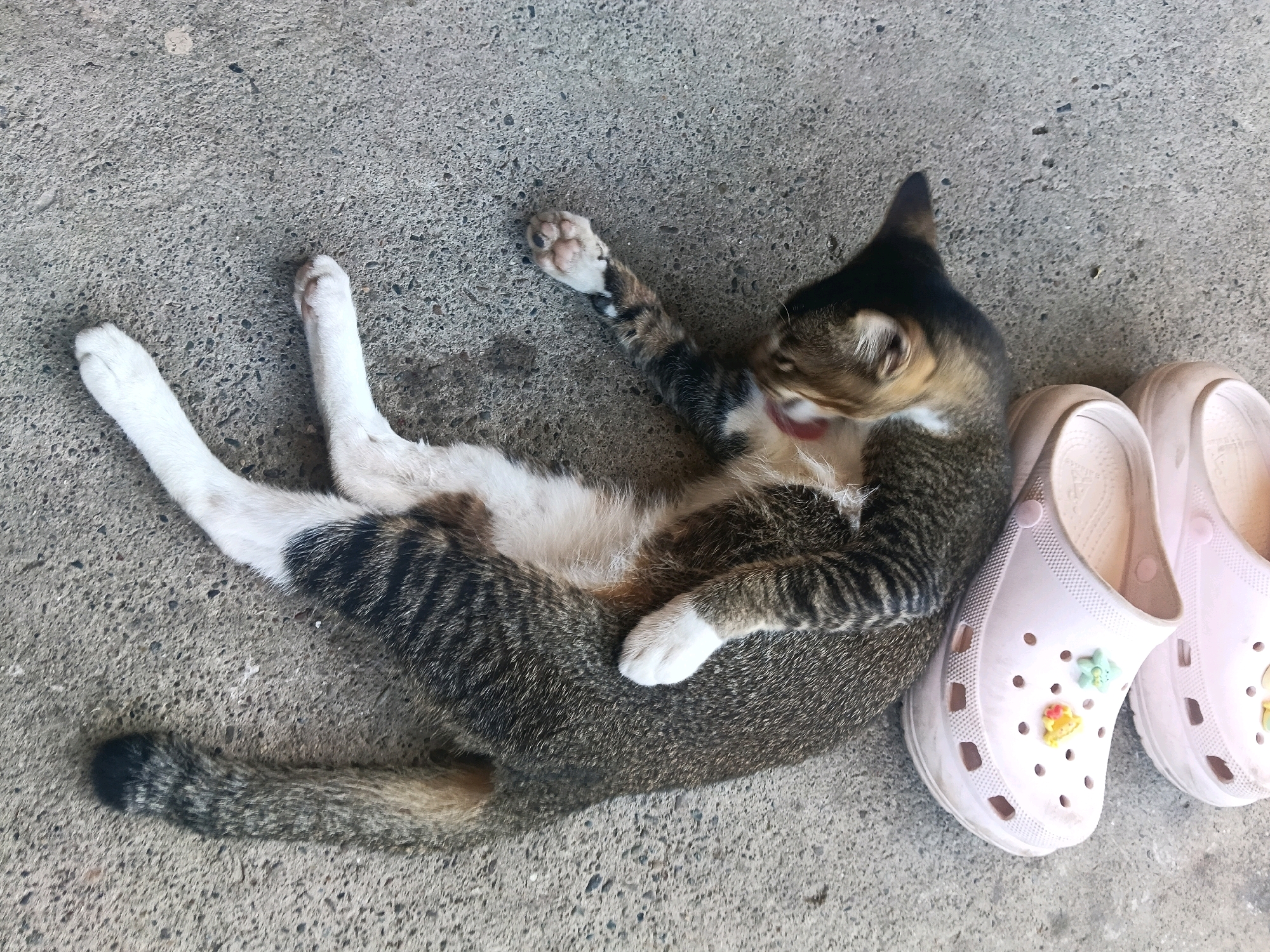 A calico cat is lying on its back on a concrete surface, grooming its fur. Its legs are splayed out, and its tail is curled around its body. Two light pink clogs are placed next to the cat. The scene is located in Guegajah, Indonesia.