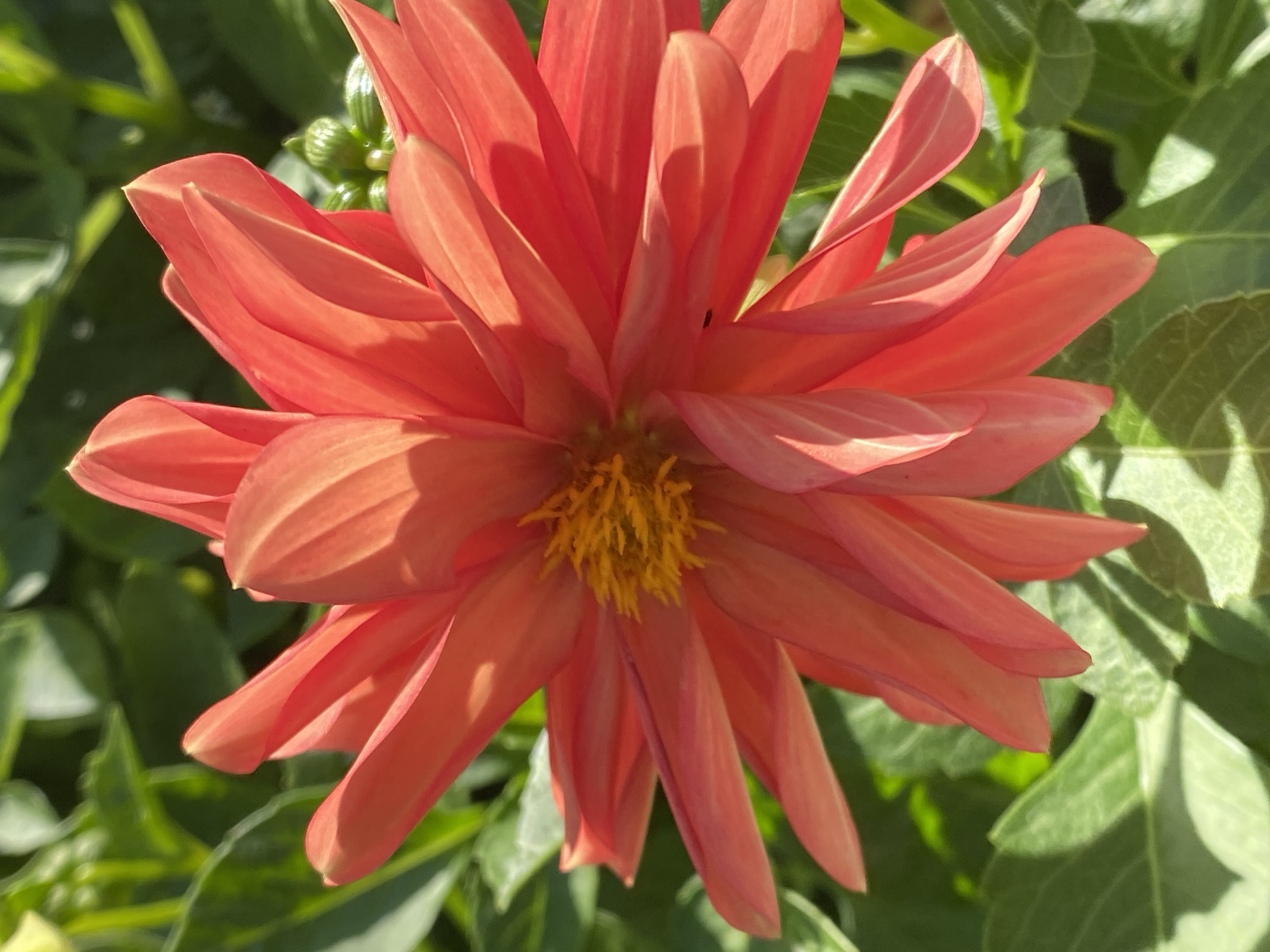 A close-up, overhead shot shows a vibrant, coral-colored dahlia flower in full bloom. The flower has many pointed petals that radiate outwards from a yellow, fuzzy center. The petals are layered and slightly curled, with some casting shadows on others, giving the flower a sense of depth and texture. The background is a blur of green leaves, suggesting the flower is part of a garden or plant. The lighting is natural and bright, highlighting the color and detail of the petals. There are no people or discernible human activity in the image. The location in Novokuznetsk, Russia, is not visually represented in the photograph itself.