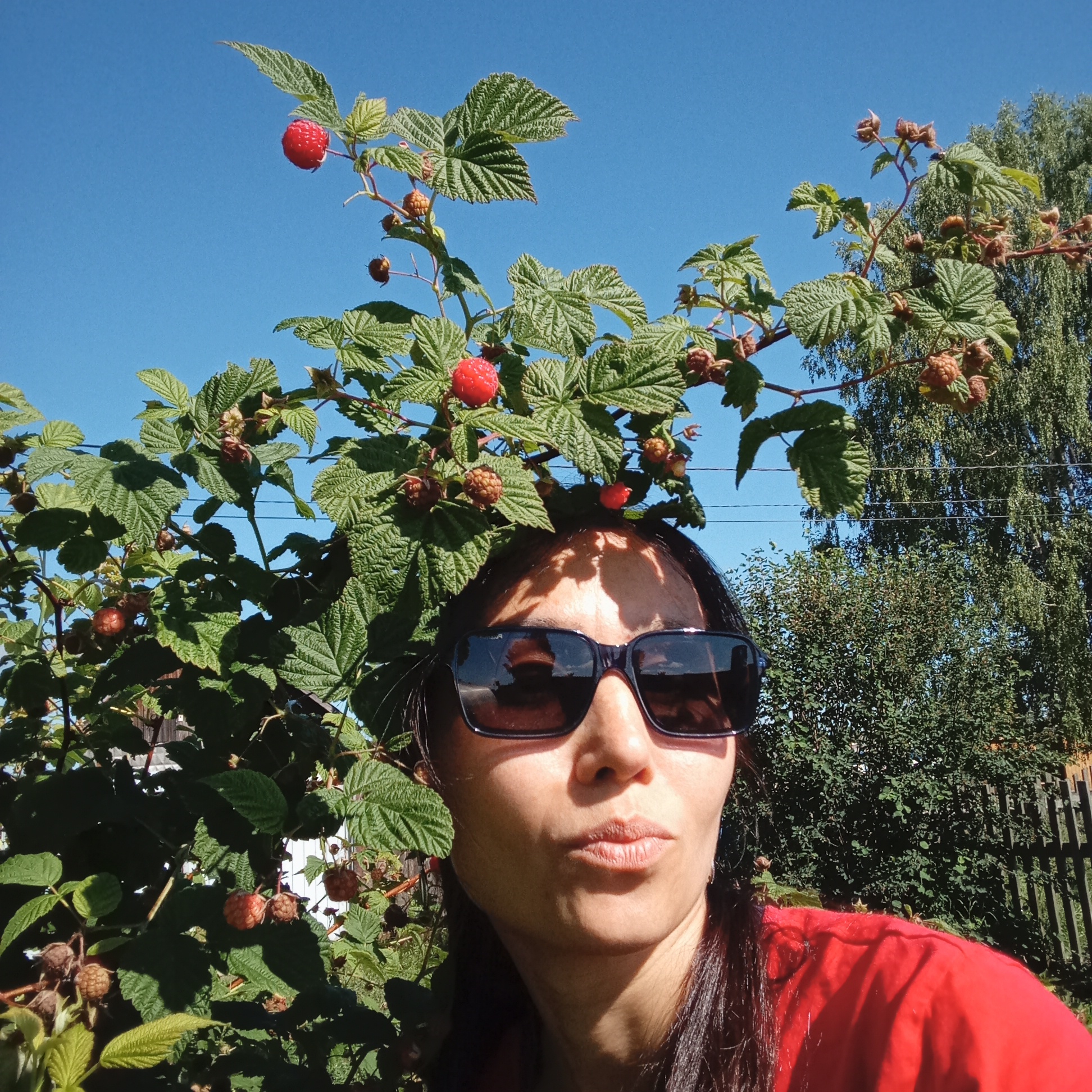 An outdoor, medium shot captured on a bright, sunny day features a woman wearing sunglasses and a red shirt. She is positioned in the foreground, with a raspberry bush dominating the upper half of the frame. Several red and unripe raspberries are visible on the branches, some of which extend over her head, creating a natural frame. The background consists of a clear blue sky, dense green foliage, a wooden fence, and a tall tree. The woman's face is partially obscured by shadows from the leaves and her sunglasses reflect the surroundings. She is puckering her lips as if to kiss. The image appears to be a selfie taken in a rural or suburban setting in Буренка, Russia, likely a garden or backyard.