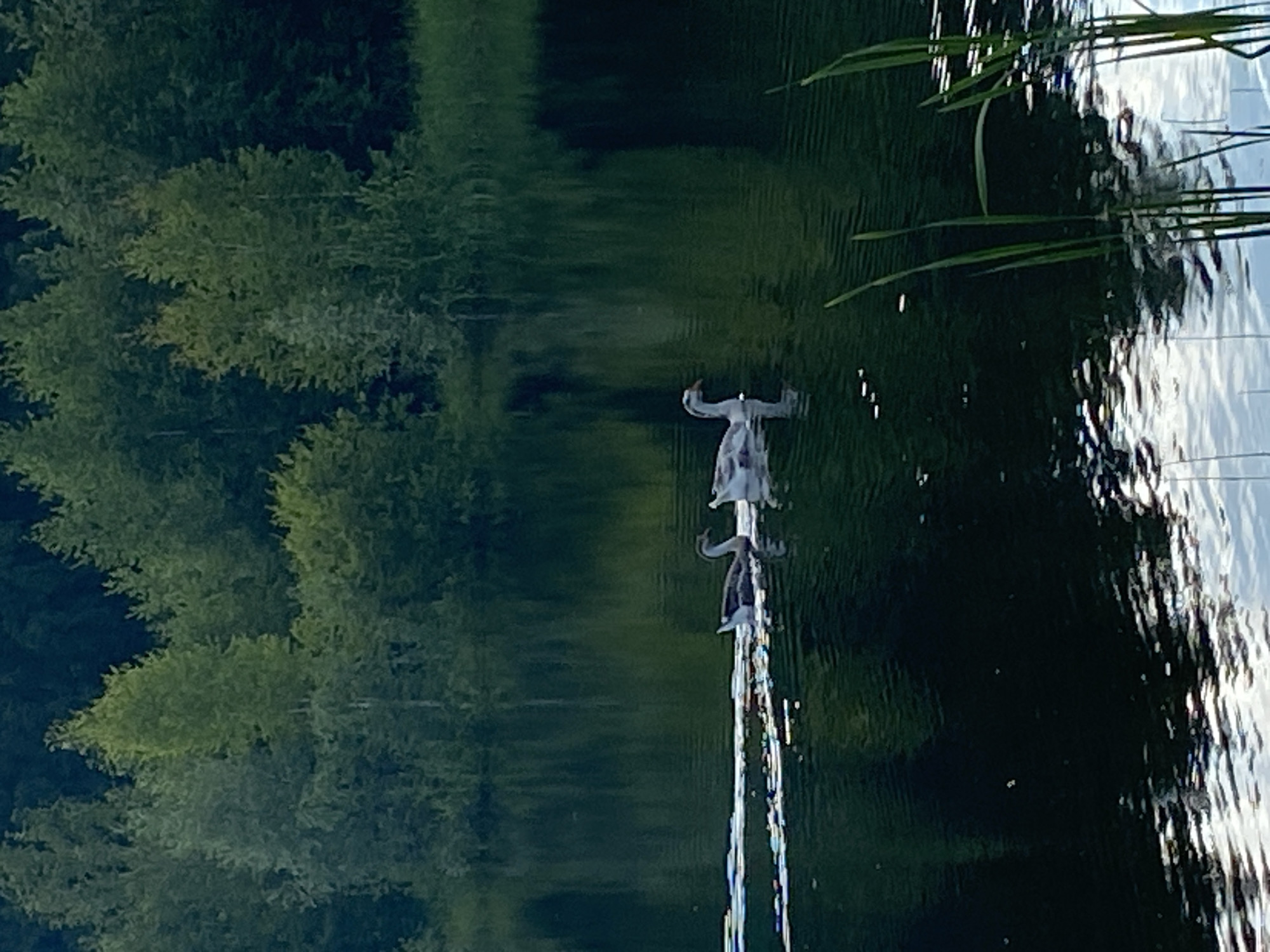 The image depicts a natural scene with a body of water and surrounding trees. A fountain is visible in the water, with streams of water spraying upwards. The fountain appears to be shaped like a person or figures, with arms outstretched. The water from the fountain is creating ripples and reflections on the surface of the lake. The surrounding trees are lush and green, suggesting a warm season. The lighting suggests it could be daytime, possibly late afternoon or early morning, given the soft light and reflections. The overall mood is serene and natural, with the fountain adding an element of artistic display to the landscape. There is no visible text in the image.