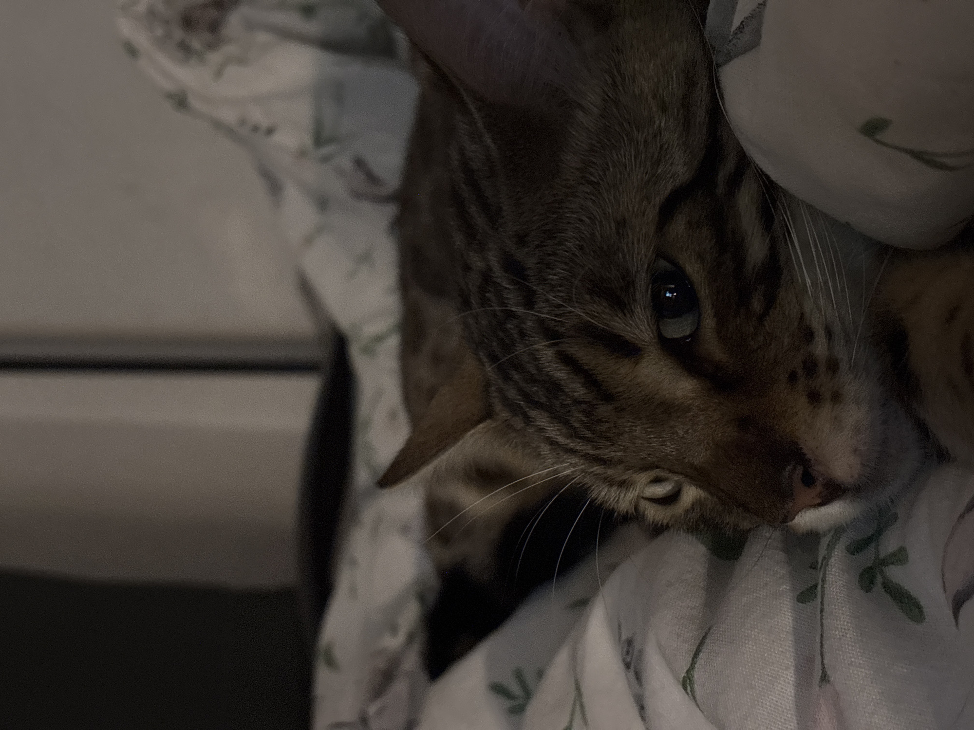 The image is a close-up of a tabby cat's face resting on a patterned blanket. The cat is looking to the left with its eye reflecting a light source. The background is dark and out of focus. There is no discernible location in the city of Noviy, Russia.