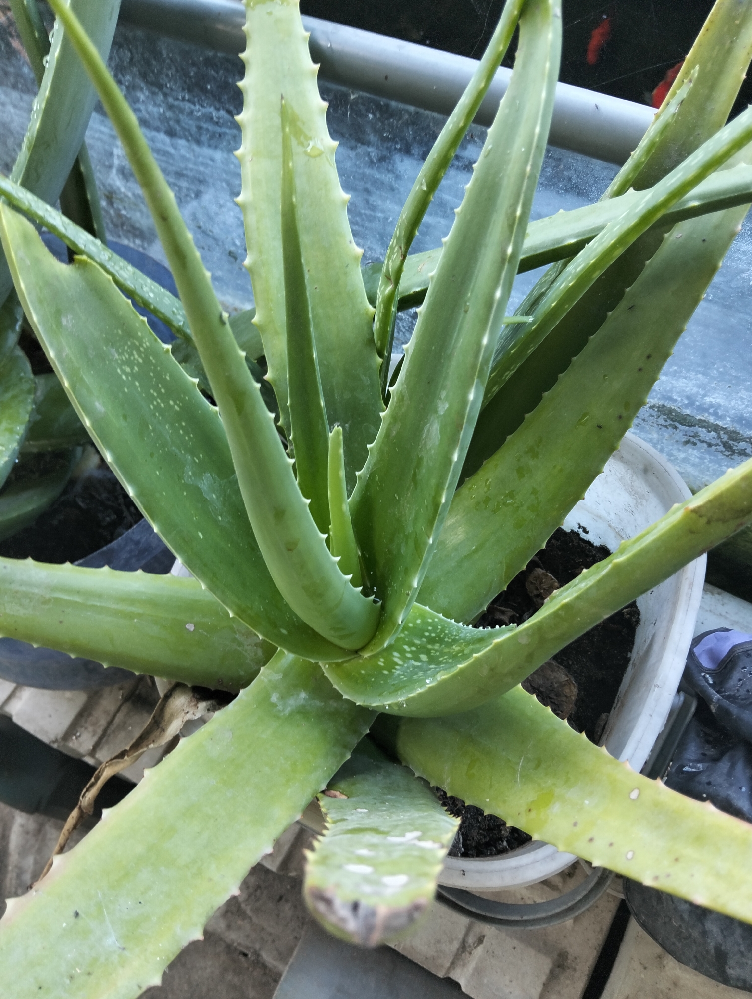 A close-up, overhead shot captures a healthy aloe vera plant in a white pot, likely outdoors in Paciran, Indonesia, given the ambient light and surrounding environment. The plant's thick, green, succulent leaves, edged with small, sharp teeth, fan outwards from the center. Water droplets glisten on the leaves, suggesting recent watering or dew. The pot is filled with dark soil and some dry organic matter. In the background, out of focus, is a glimpse of what appears to be a pond with red koi fish visible, and a horizontal pipe, suggesting this might be a backyard or garden area. The overall impression is of a well-maintained, thriving plant in a natural or semi-natural setting.