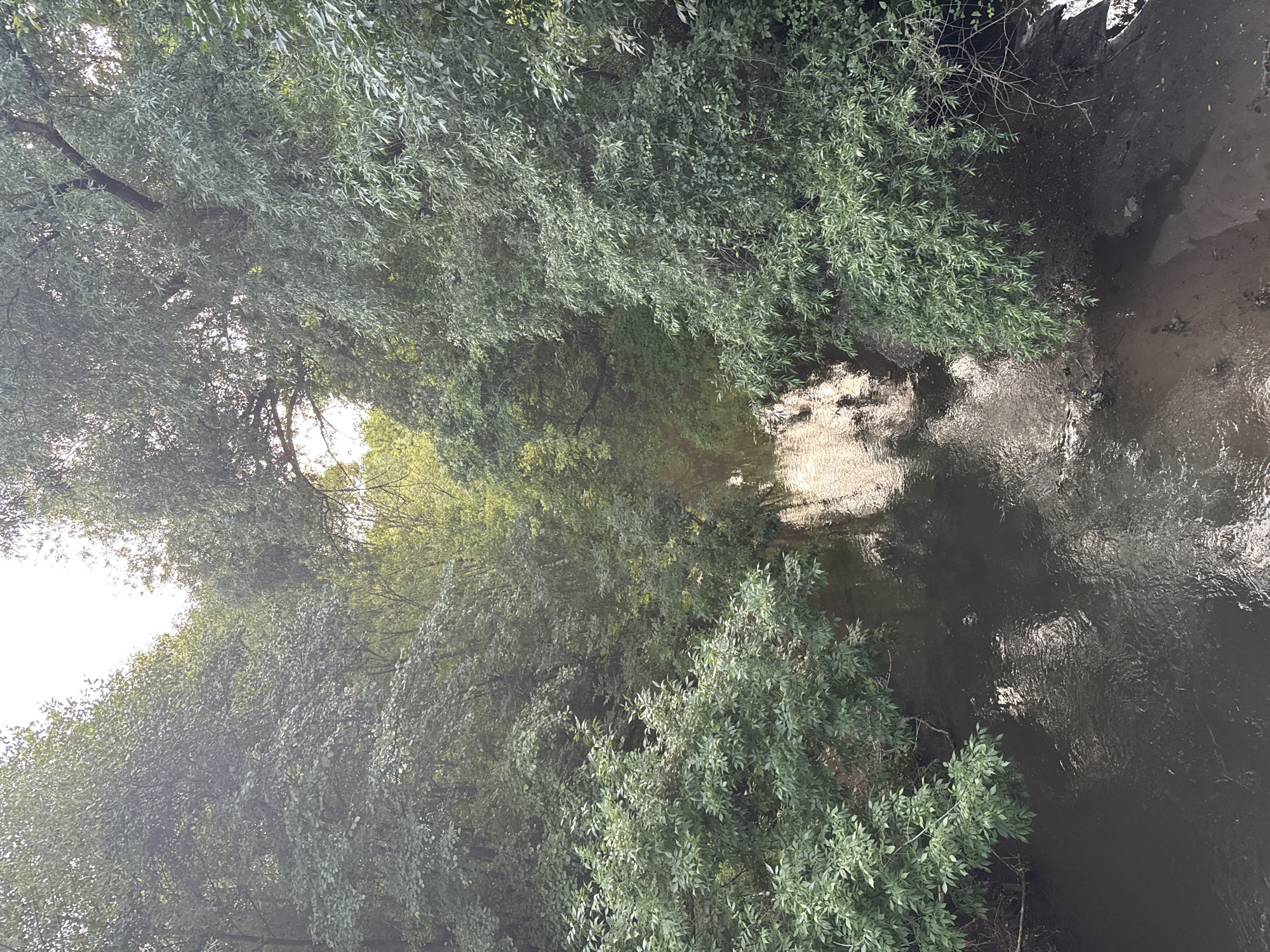This image depicts a tranquil natural scene featuring a narrow river flowing through a densely wooded area. The river is dark and its surface reflects the dappled sunlight filtering through the lush green foliage of the surrounding trees. The banks of the river are lined with thick vegetation, with some areas appearing muddy. The trees, with their abundant leaves, create a dense canopy overhead, obscuring much of the sky. The overall impression is one of a secluded, natural environment. This scene is located in the city of Pernik, Bulgaria, specifically in the area of the Vuellski Monastery and the surrounding park.