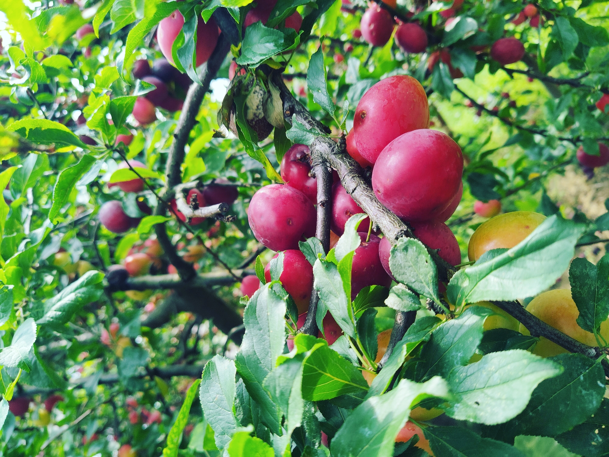 In a close-up shot, a branch of a plum tree laden with ripe fruit is centered. The plums are predominantly a deep red hue, with some appearing to have a pinkish-red skin. A few fruits show variations in color, with some lighter red and yellow tones intermingling. The plums are clustered along the branch, with some fully visible and others partially obscured by the tree's green leaves. The leaves themselves are a vibrant green, some appearing slightly glossy. The background is a soft blur of more green foliage and hints of sunlight filtering through, suggesting an outdoor setting. The image captures the abundance of fruit on the tree, with a natural, organic feel. No people are visible in the image. The image does not provide any specific context or indicators that would allow for identification of a location within the city of Vilnius, Lithuania.