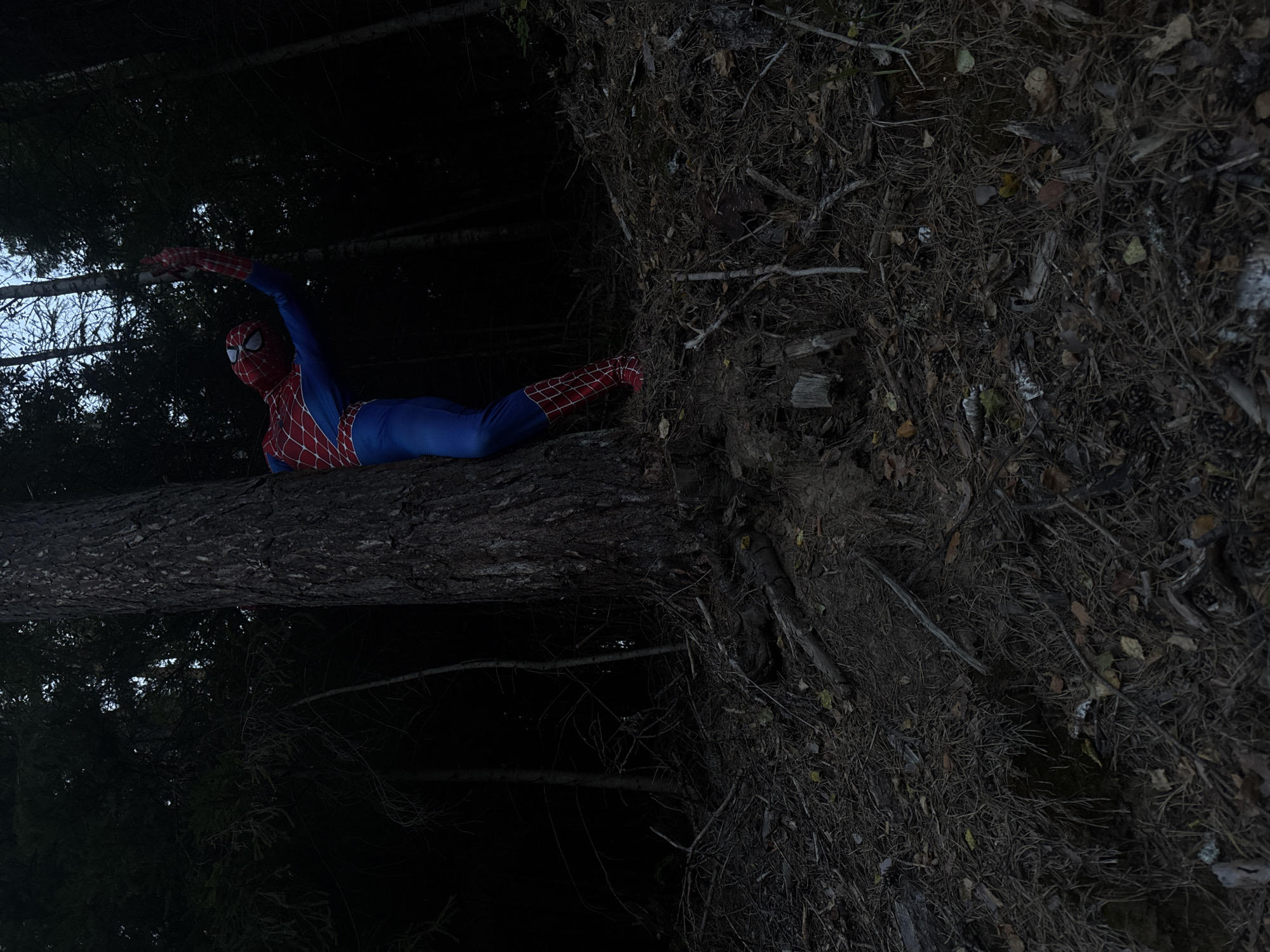 A person in a Spiderman costume is leaning against a tree in a dark forest. The person's right arm is raised, and their hand is reaching out. The forest floor is covered in pine needles and fallen branches. The image appears to have been taken at dusk. There is no visible indication of the specific location within the city of Chaikovsky, Russia.