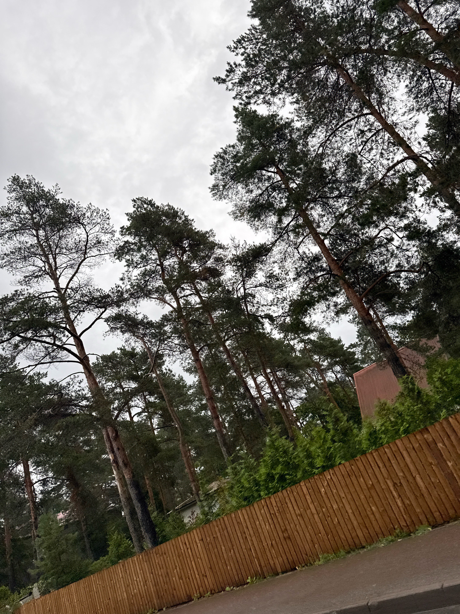 In Tallinn, Estonia, on a cloudy day, tall pine trees dominate the frame, their dark green needles contrasting with the overcast sky. The perspective is looking upwards, emphasizing the height and density of the forest. In the foreground, a wooden fence made of vertical planks runs diagonally across the image, separating the wooded area from what appears to be a paved surface or road. Behind the fence, lush green bushes and hedges are visible, interspersed with more trees. A glimpse of a building with a reddish-brown facade can be seen peeking through the foliage. The overall scene suggests a natural, perhaps semi-urban, environment on a cool, possibly damp, day. There are no people or animals present.