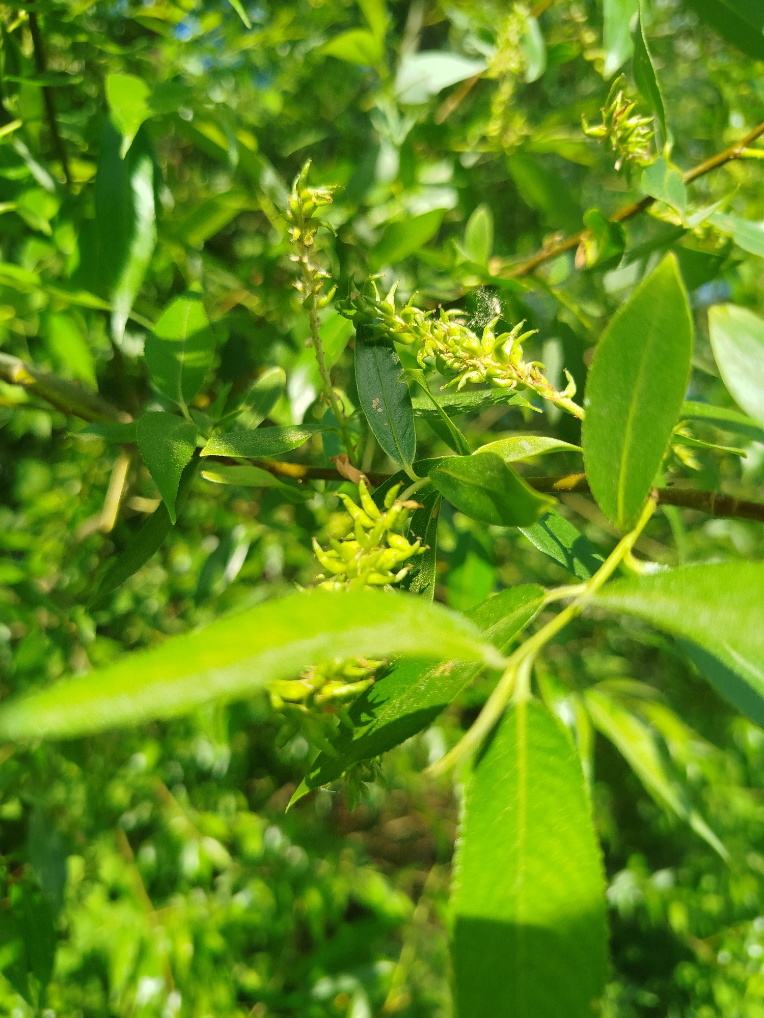 The image depicts a close-up view of a plant with green leaves and small, budding green flowers or seed pods. The plant is brightly lit with sunlight. The setting appears to be outdoors with other foliage visible in the background, possibly located in Мамонтово, Russia.
