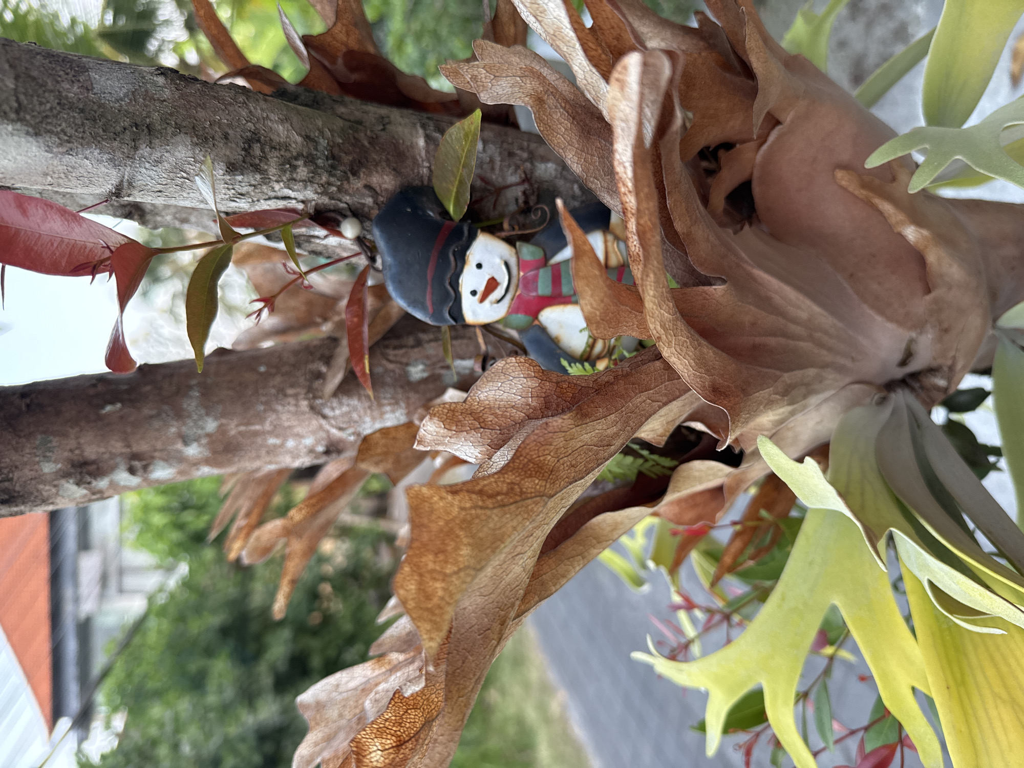 In Tegallalang, Indonesia, a decorative snowman ornament is nestled amongst the fronds of a staghorn fern. The snowman, with its black hat, red and green striped scarf, and orange carrot nose, is partially obscured by the dried brown fronds of the fern. New, vibrant green and red leaves are emerging from the fern's central stalk. In the blurred background, a red-tiled roof of a building and lush green foliage suggest a tropical outdoor setting. The surface beneath the fern appears to be a paved area, possibly a pathway or driveway.
