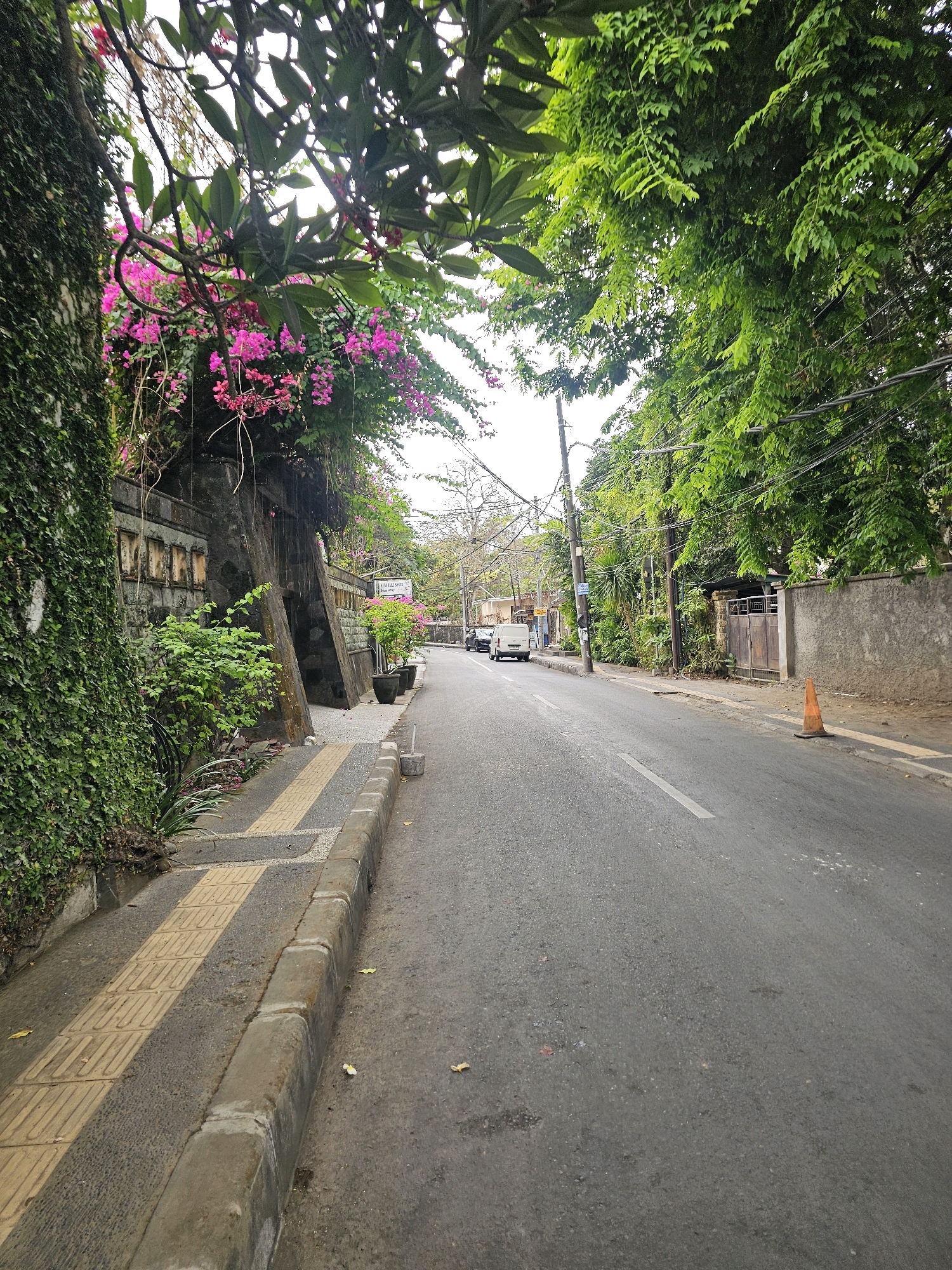The image depicts a street scene in Denpasar, Indonesia, possibly in a residential or commercial area with dense greenery. The perspective is low, looking forward along an asphalt road bordered by a sidewalk. On the left, a thick wall covered in ivy is prominent, with pink bougainvillea flowers cascading down from above. The sidewalk has tactile paving for visually impaired individuals, alternating with paved sections. Beyond the sidewalk, a low stone wall is visible, featuring recessed squares. Several potted plants are placed along this wall. The road itself shows some wear and tear, with a white lane marking visible. On the right side of the road, a concrete wall runs alongside the street, with a metal gate set into it. An orange traffic cone is placed on the edge of the road on the right. Further down the road, several vehicles are visible, including a white van and what appears to be a dark SUV. Overhead, power lines crisscross the sky, and lush green trees with dense foliage form a canopy over parts of the scene. The overall impression is one of a tropical urban environment with abundant plant life.