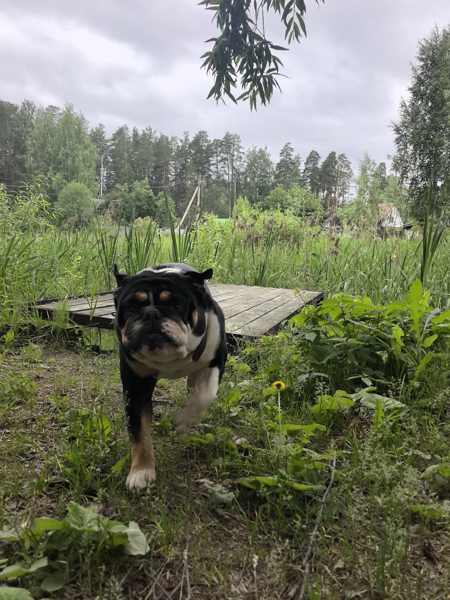 An English bulldog walks towards the camera on a path near a wooden bridge and tall grass. The dog is black, white, and tan. The background features trees and a cloudy sky. The scene is set in a rural area, likely in Noviy, Russia, given the vegetation and modest dwelling visible in the distance.