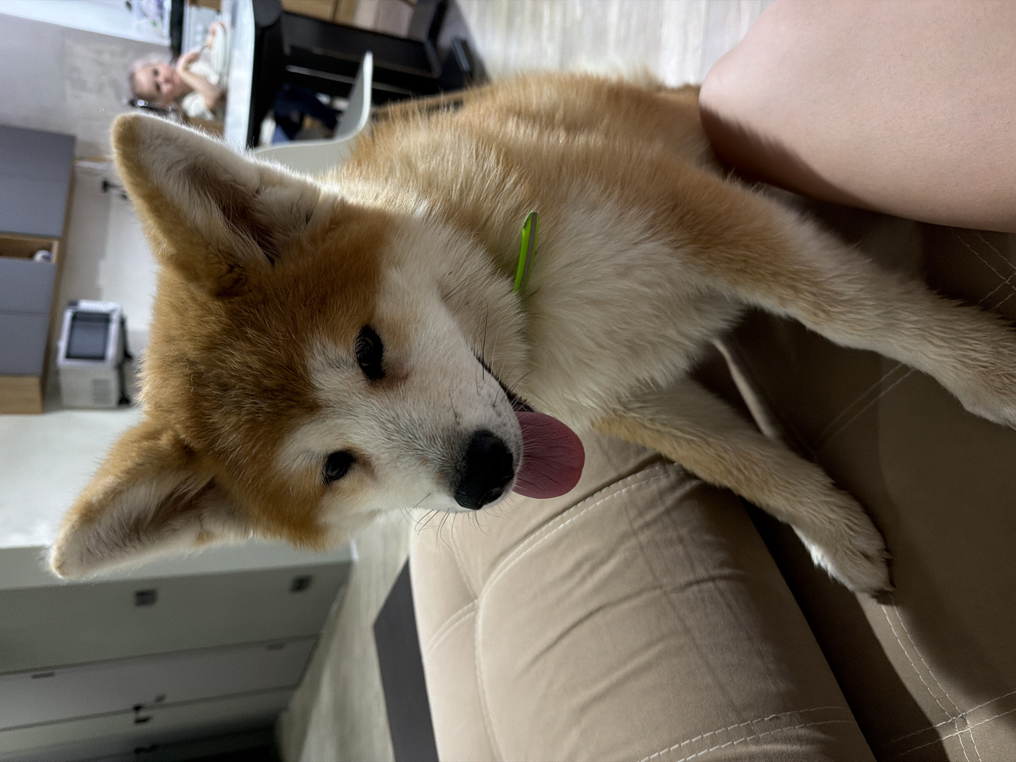 An indoor, slightly rotated shot captures a light brown and white dog, possibly a young Akita or Shiba Inu, lying on a beige upholstered sofa. The dog is positioned in the foreground, looking towards the camera with its head tilted slightly, mouth open, and a pink tongue extended. It has striking black eyes and a black nose, with prominent, upright ears. A bright green tag or part of a collar is visible around its neck.
The dog's body stretches across the sofa cushions, which have a distinctive stitched pattern. To the right of the dog, a bare human leg or thigh is visible, resting on the sofa, indicating an owner or family member nearby.
In the blurred background, a child with light hair is seen sitting at a white table, partially obscured by furniture. Behind the child and to the left, there is a grey cabinet or dresser with multiple drawers, and a small white appliance (possibly a humidifier or air purifier) on the floor. The overall setting appears to be a domestic living space or common room during the daytime. The dog conveys a sense of relaxation and contentment. No text is visible in the image. The location context is Chaikovsky, Russia.