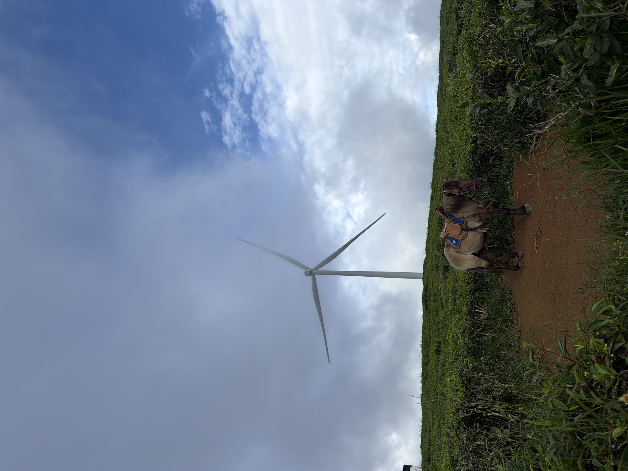 A lone horse with a saddle stands on a dirt path in front of a vast, green tea plantation. A white wind turbine is visible in the background, partially obscured by clouds against a blue sky with scattered white clouds. The scene is located in the city of Phát Chi, Vietnam.
