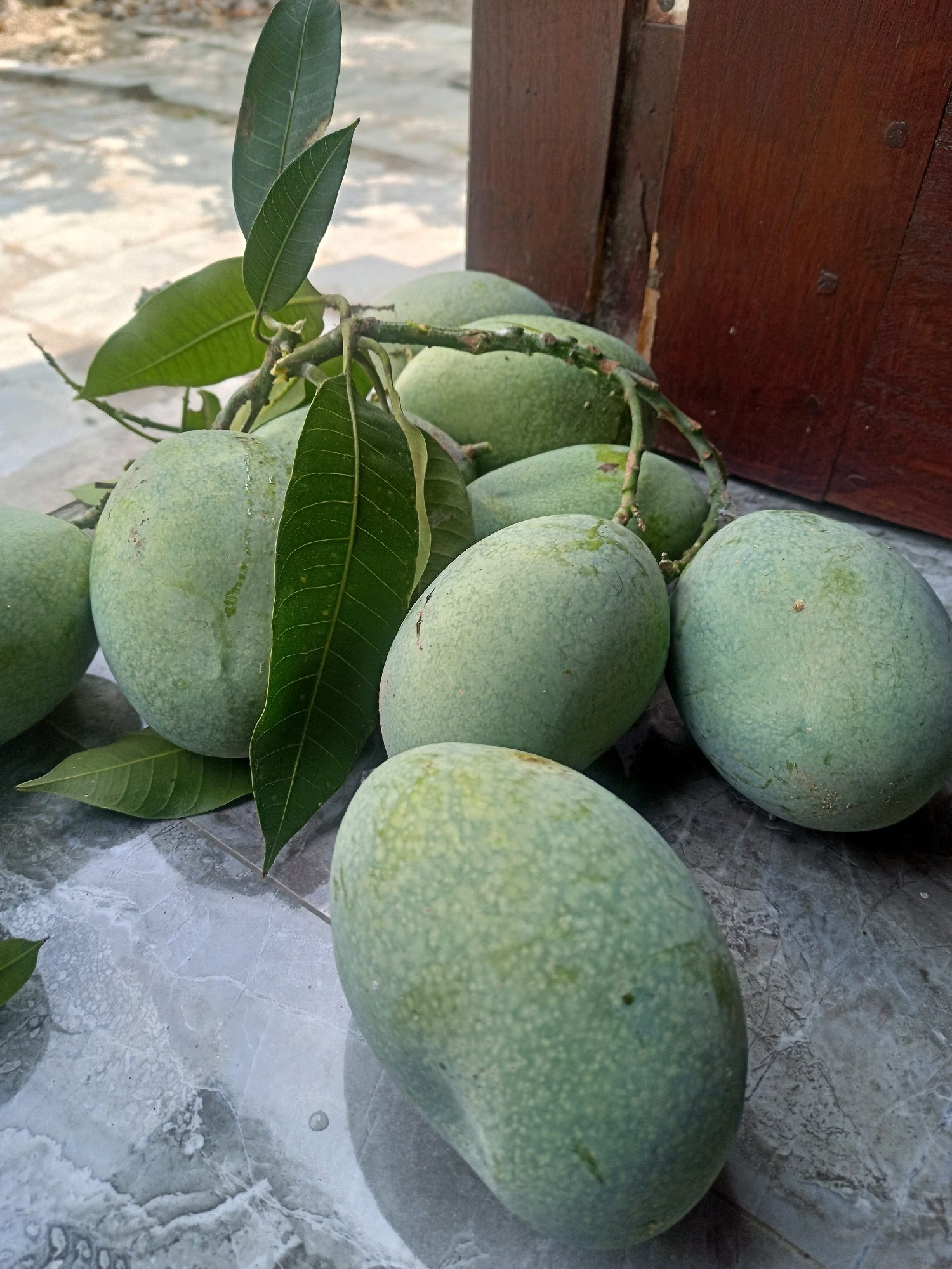 A cluster of green mangoes, still on the branch with leaves, is resting on a gray, marble-patterned surface, likely a floor or tabletop. The mangoes are oval-shaped with a slightly bumpy texture and appear to be unripe. Some have water droplets on their surfaces. In the background, a dark wooden surface, possibly a door or furniture, is visible, along with a blurred outdoor setting. The image was taken in Karangtalun, Indonesia.