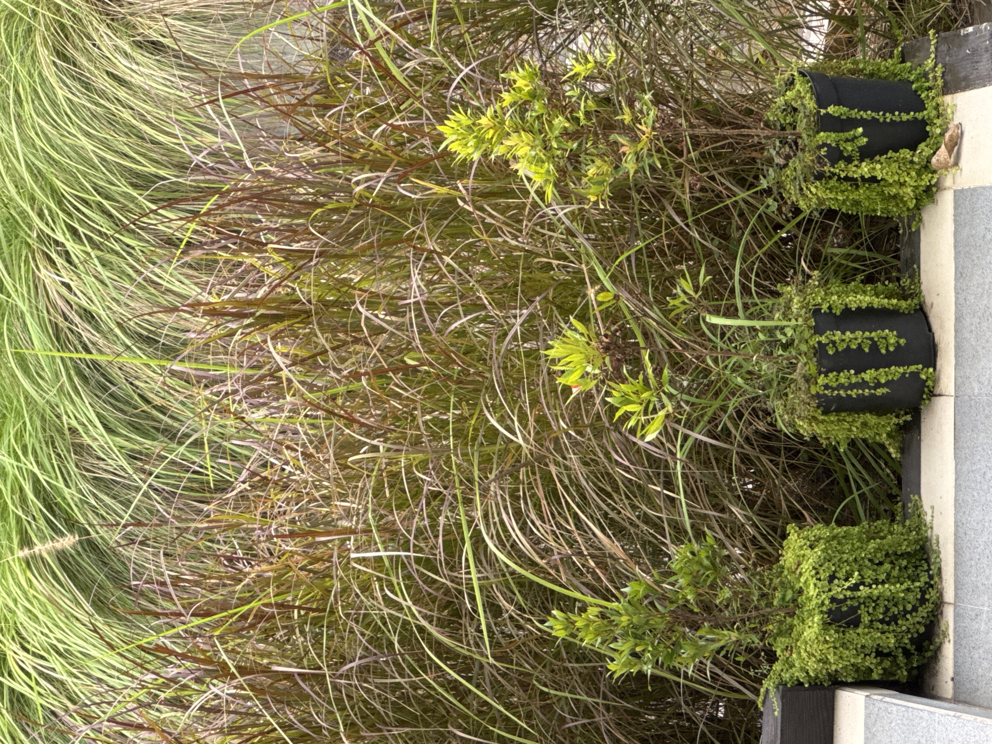 The image presents a close-up, ground-level view of a landscaped area in Kuta Selatan, Indonesia. Lush, long, green grasses dominate the left side of the frame, transitioning into a mix of brown and green grasses towards the center. Several small, leafy bushes are interspersed among the grasses. Three black cylindrical planters are positioned along the right edge of the image, with small, dense, green plants spilling over the sides. The planters are adjacent to a tiled surface, which includes shades of grey and white. The scene appears to be a garden or outdoor space adjacent to a structure with tiled flooring. No people are visible. The environment suggests a humid climate, typical of the region.