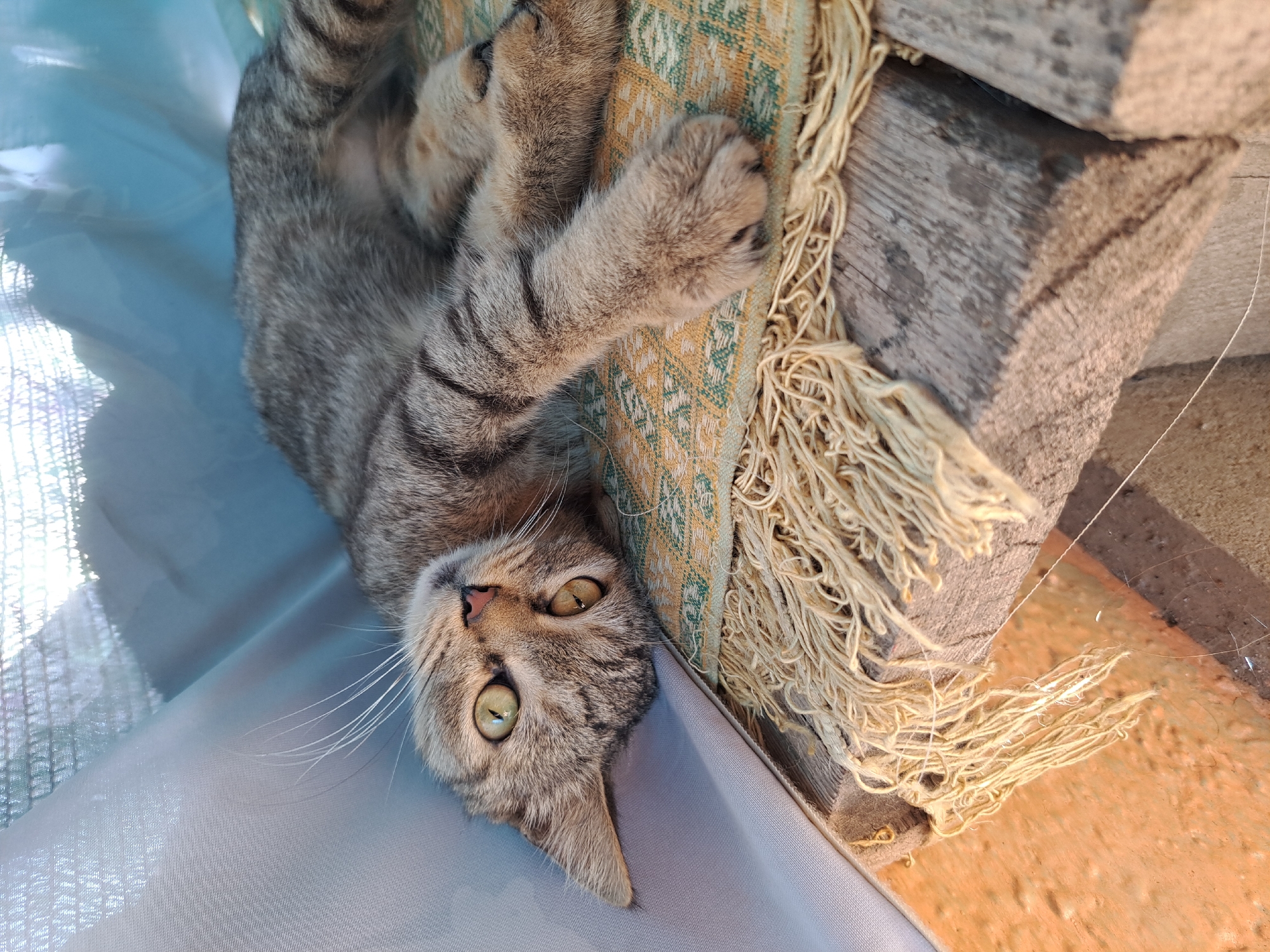 A tabby cat is lying on its side on a woven mat with fringe, which is resting on two wooden planks. The cat's head is turned towards the camera, with its eyes open and looking directly at the viewer. Its fur is grey and black striped, and its whiskers are long and white. The cat is partially covered by a light blue fabric that is draped over it. The background is blurred, but appears to be an outdoor setting. The image was taken in Vypasne, Ukraine.