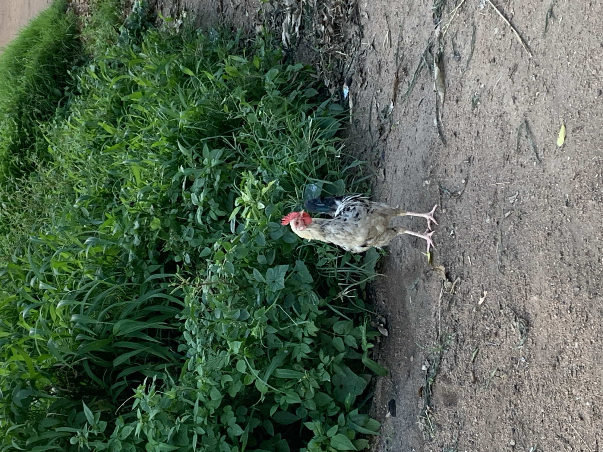 A white and black speckled chicken stands on a dirt path in Kuru Karama, Nigeria. The chicken is facing forward and appears to be looking at the camera. Behind the chicken is a dense patch of green foliage. The path is composed of dirt and scattered leaves. The lighting suggests it is daytime.