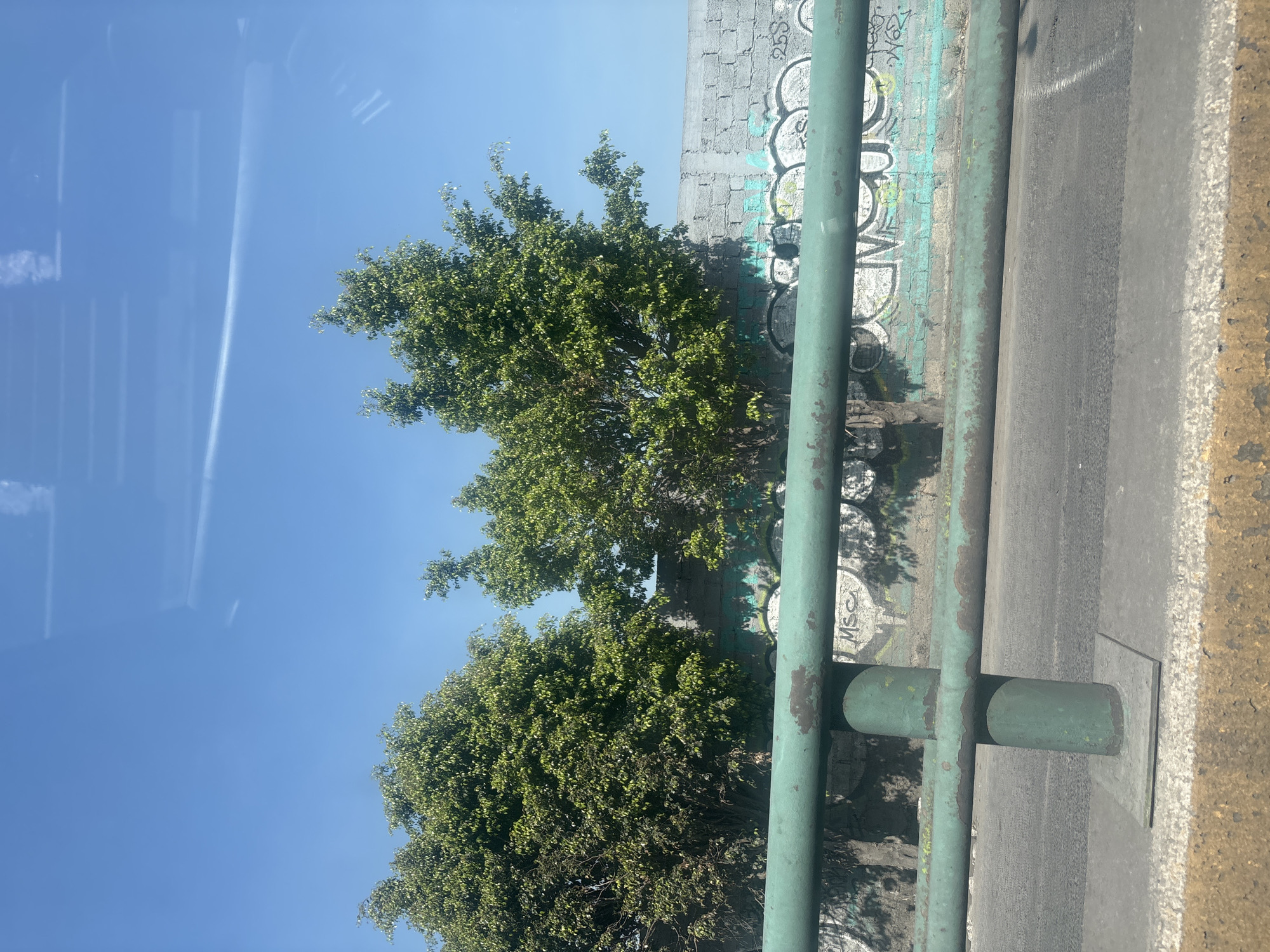 This vertical-oriented photograph captures a sunny daytime scene, likely viewed from inside a moving vehicle due to clear linear reflections across the sky. The upper left of the frame is dominated by a bright, clear blue sky, featuring several faint, parallel, rectangular reflections and one prominent, thin, diagonal white reflection, possibly a contrail or external wire.
Lush green trees with dense foliage occupy the mid-ground, their canopies extending into the sky. Behind the trees, a weathered concrete or cinder block wall is visible, heavily covered with various graffiti in black, white, and light blue. The graffiti consists of abstract shapes and some indistinct letters.
A sturdy, green metal railing or fence runs vertically along the right side of the image, showing signs of rust and wear. This railing separates the trees and wall from a dark, asphalt-like surface, possibly a road or sidewalk, that runs parallel to the railing. Further to the right, a rough, yellowish-tan concrete or curb-like structure marks the edge of the frame.
Notable visible text includes "MSC" in white capital letters, part of the graffiti on the concrete wall, near the lower right section of the main image. Other graffiti is present but illegible. The bright sunlight and clear sky indicate sunny weather during the day. The urban elements like the graffiti-covered wall and metal railing are consistent with an urban or semi-urban setting in Buenavista, Mexico. No people or specific events are depicted.
