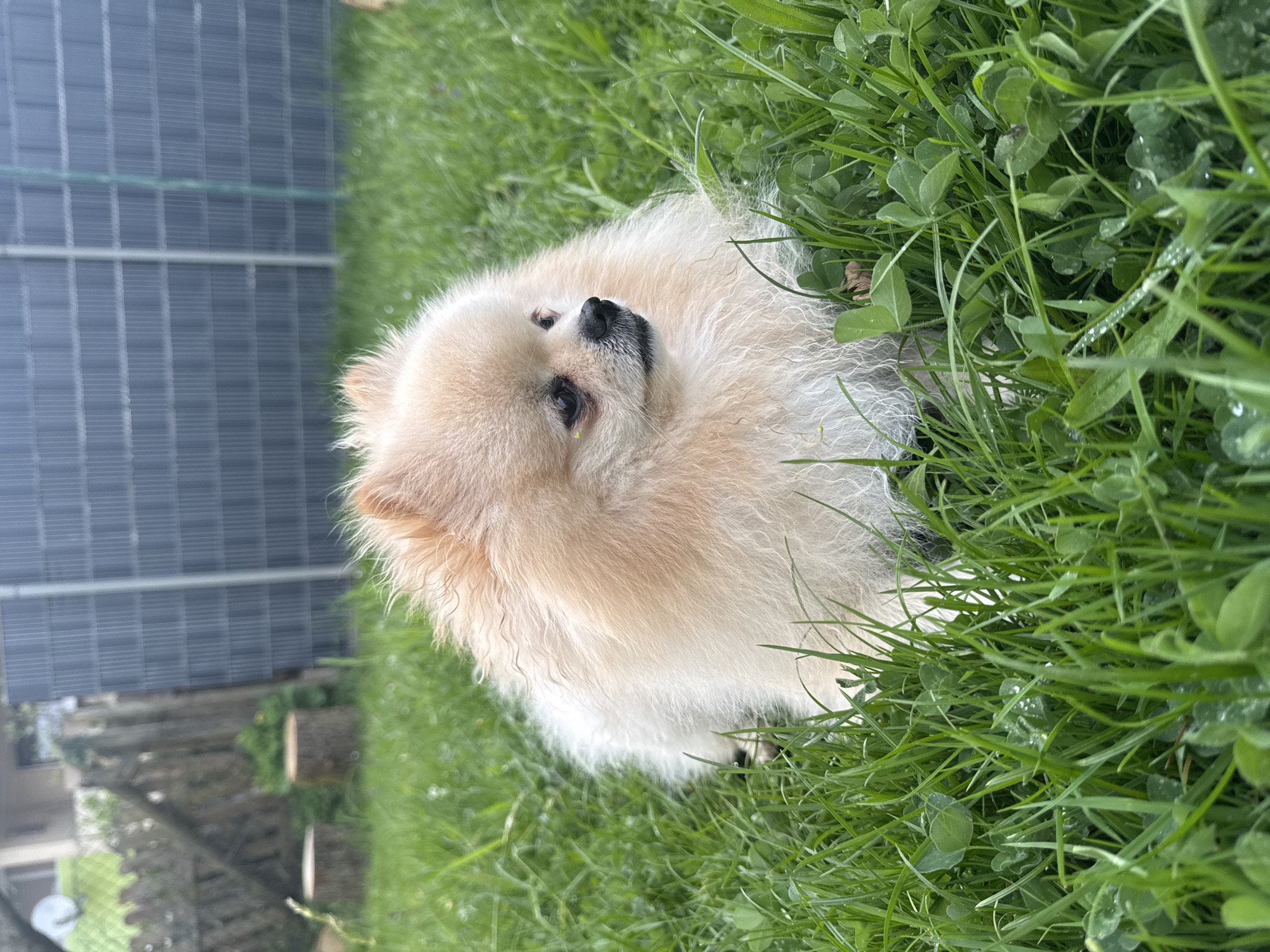 A fluffy, light-colored Pomeranian dog, predominantly cream and light tan, is the central subject of the image. The dog is positioned in lush, vibrant green grass, looking upwards and slightly to the right with its head tilted, displaying an alert and curious expression. Its black nose and dark eyes are clearly visible.
The ground is covered with a dense mix of broad-leafed clover and thinner grass blades, many of which are adorned with small water droplets or dew drops, suggesting the photo was taken in the morning or after a recent rainfall. The lighting is bright and natural, indicating daylight without harsh shadows.
In the background, to the left of the dog, a dark grey, gridded structure is visible, resembling a fence or possibly solar panels. Further back, blurred elements suggest additional wooden structures or parts of a garden or backyard. The overall setting is an outdoor, verdant environment, consistent with a garden or park in Bietigheim-Bissingen, Germany. There is no visible text in the image.