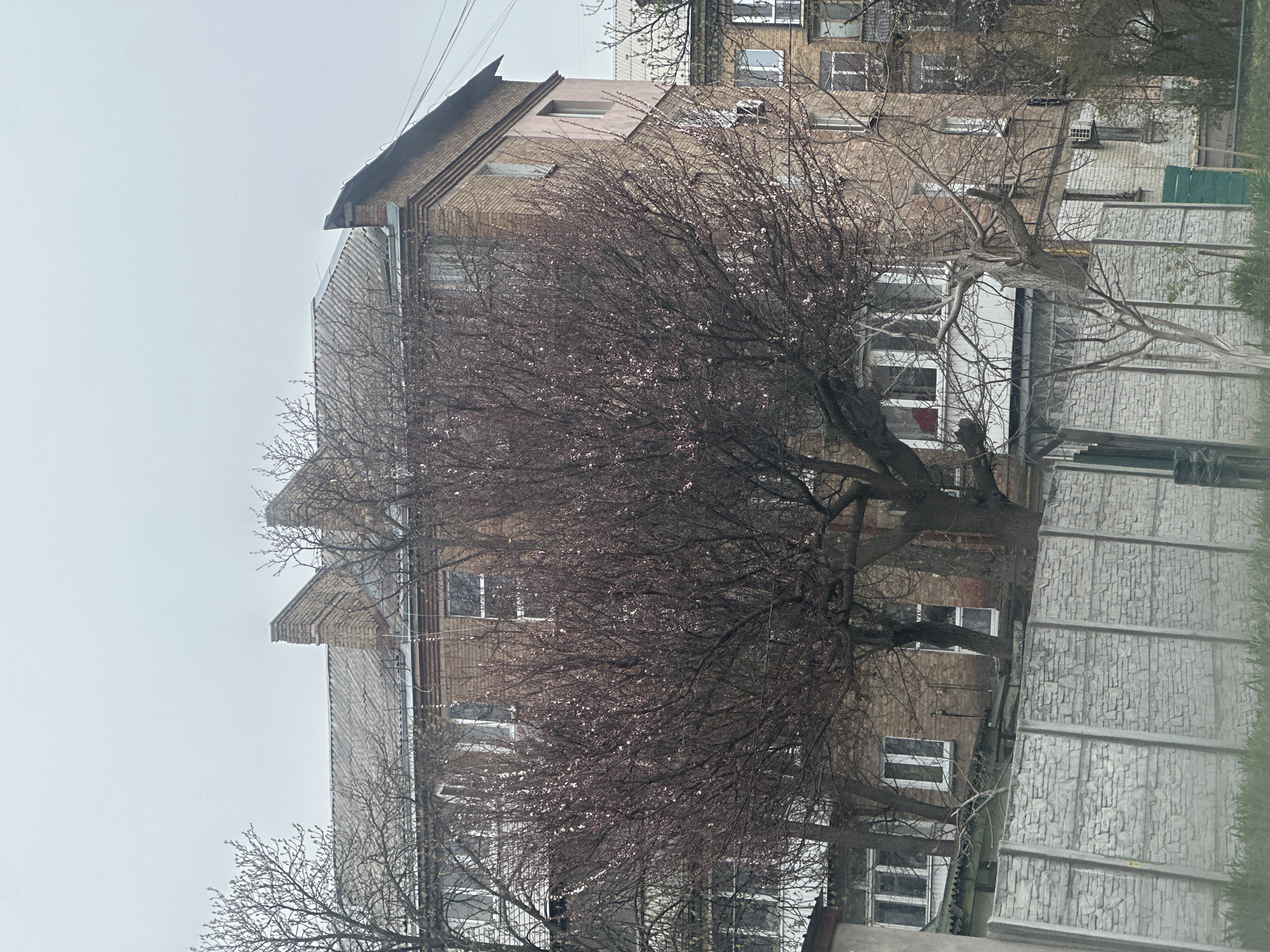 A medium-angle shot, taken in Kyiv, Ukraine, depicts a multi-story brick building partially obscured by a bare tree with a few emerging blossoms. The building has a steeply pitched roof and several visible windows. A concrete wall or fence runs along the lower right portion of the frame. The sky appears overcast. Electrical wires are visible near the top of the frame. The tree has thin branches and a sparse covering of small, light-colored blossoms.