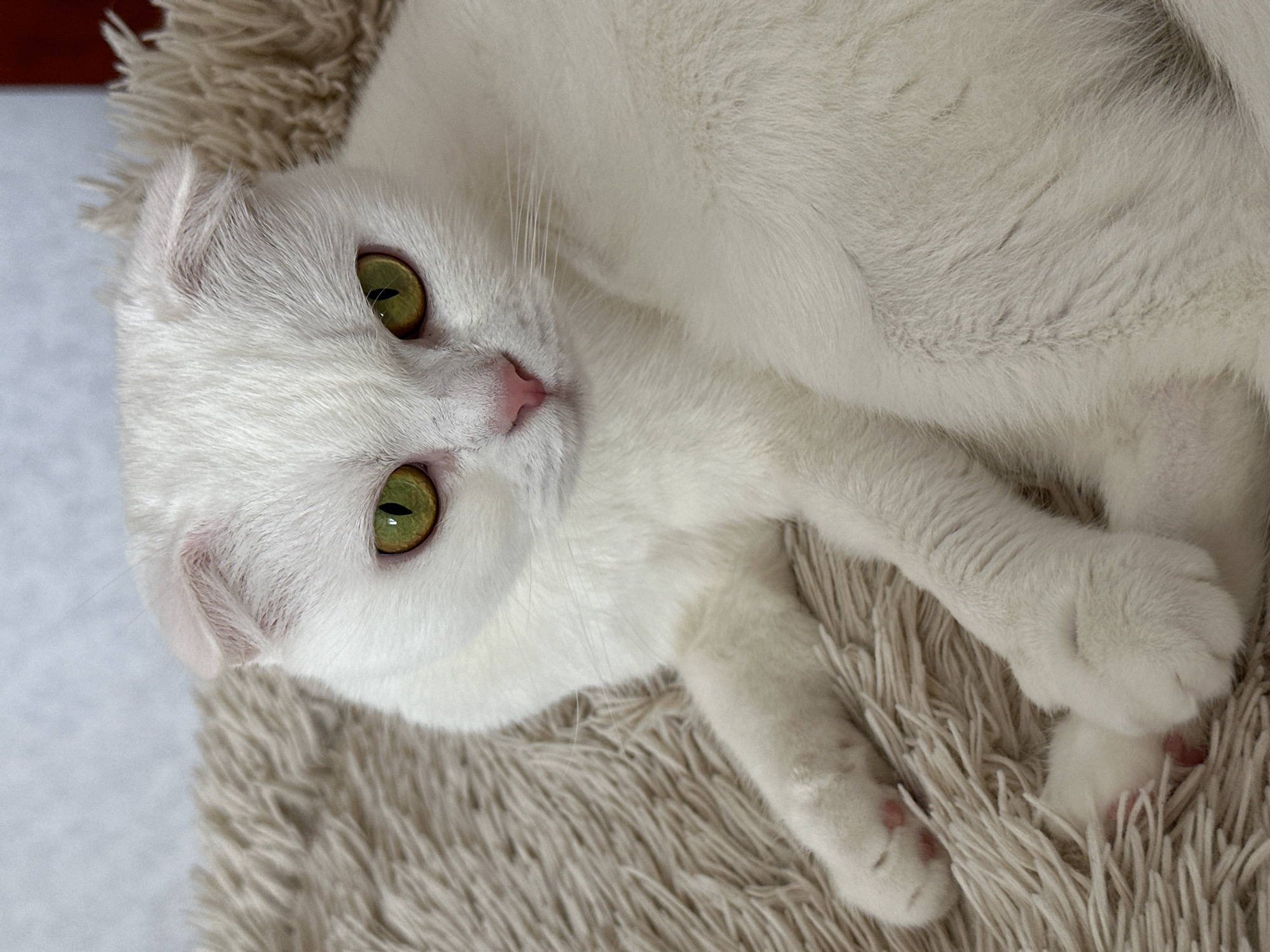 The image shows a white Scottish Fold cat with striking green eyes and folded ears, lying on a fluffy, cream-colored pet bed. The cat's pink nose and toe beans are visible. The background is a soft, neutral color. There is no indication of the city of Uman, Ukraine, or any specific urban environment within the image. The scene is a close-up portrait of the cat, focusing on its features and relaxed posture.