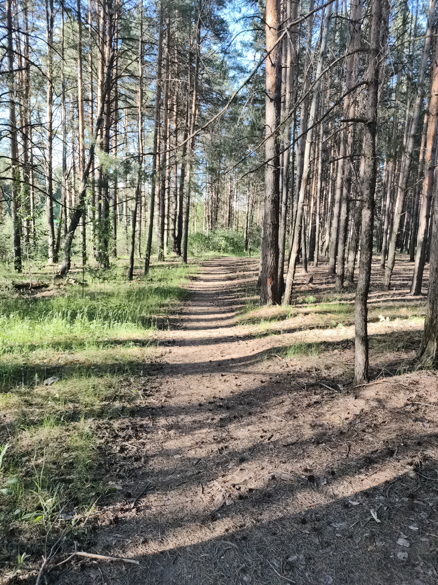 The image shows a sun-dappled path winding through a pine forest. Tall, slender pine trees with rough bark line both sides of the path, casting long shadows across the sandy ground. The path is covered in pine needles and small branches. Lush green grass and undergrowth grow along the edges of the path, particularly on the left side. In the distance, the path continues into the denser part of the forest, where more trees are visible. The sky is a clear blue with a few wispy clouds. The overall impression is one of a peaceful, natural setting within a forest. This scene is consistent with the natural areas found in and around Chaikovsky, Russia, which is known for its surrounding forests and recreational trails. There are no people or animals visible in the image, and no specific man-made objects are present other than the path itself.
