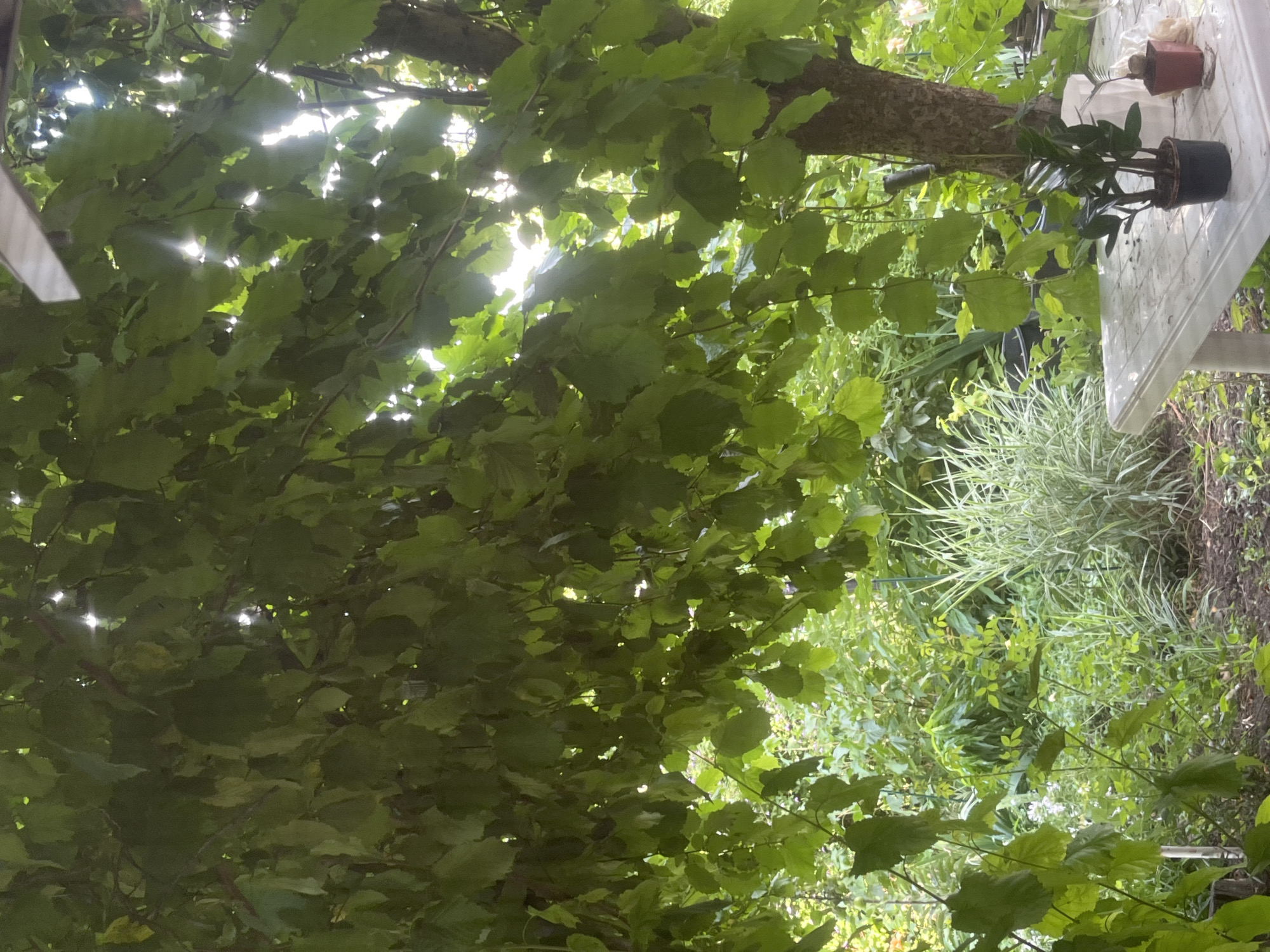 The image depicts a natural outdoor scene with a focus on lush green foliage. The viewpoint is from below, looking up into the canopy of a tree. Sunlight filters through the leaves, creating bright spots and dappled light. In the upper right portion of the frame, a portion of a white, possibly plastic, table is visible, with a small potted plant and what appears to be a small brown pot with some paper or material on it. Beyond the foliage, more greenery and what looks like ornamental grasses can be seen, suggesting a garden or park setting. The overall impression is of a tranquil, verdant environment, likely experienced on a bright day given the strong sunlight. There is no discernible activity or event taking place. No text is visible in the image. The location context is Tikhoretsk, Russia.