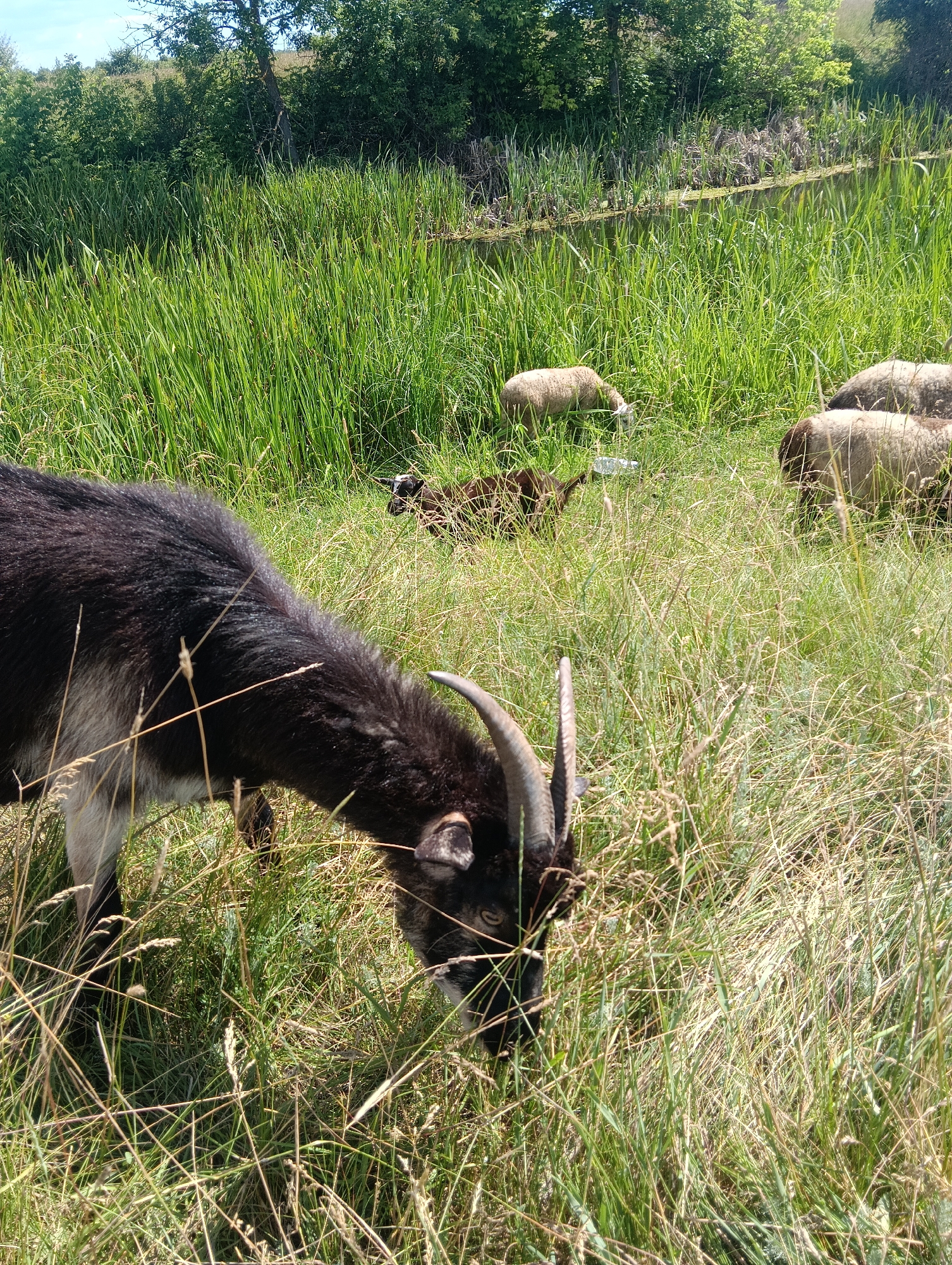 In a grassy field, a black and gray goat with curved horns grazes. Several sheep are also visible in the background, some of them standing while others are grazing. The field is characterized by tall green grass and reeds, with a body of water to the right. Trees and foliage form the backdrop of the scene. The sky is partly cloudy.