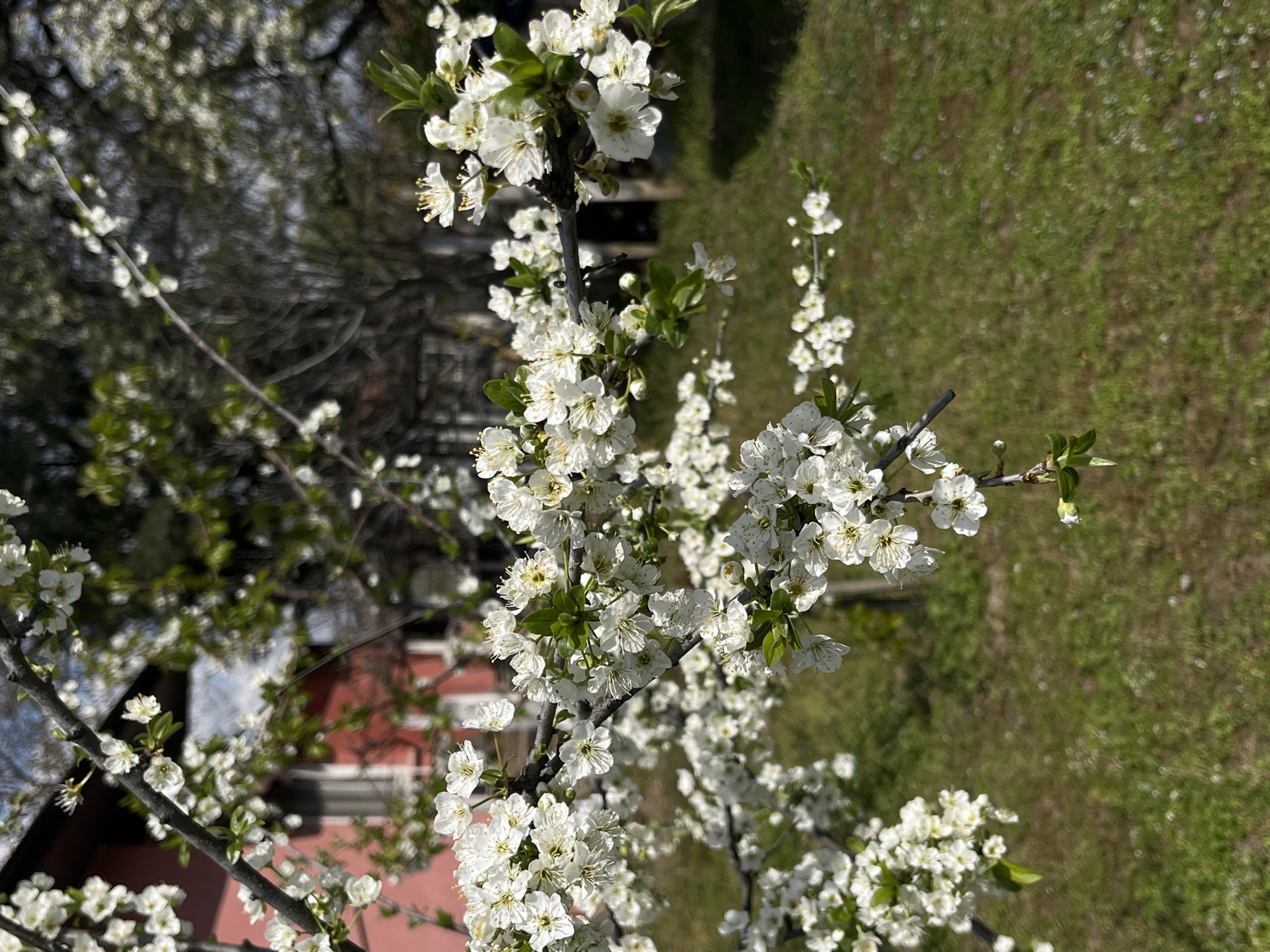 The image shows a flowering tree branch in focus, with small white blossoms and green leaves. In the background, out of focus, there is green grass, a red-roofed building, and other trees. The location is Glojene, Bulgaria, as indicated in the prompt.