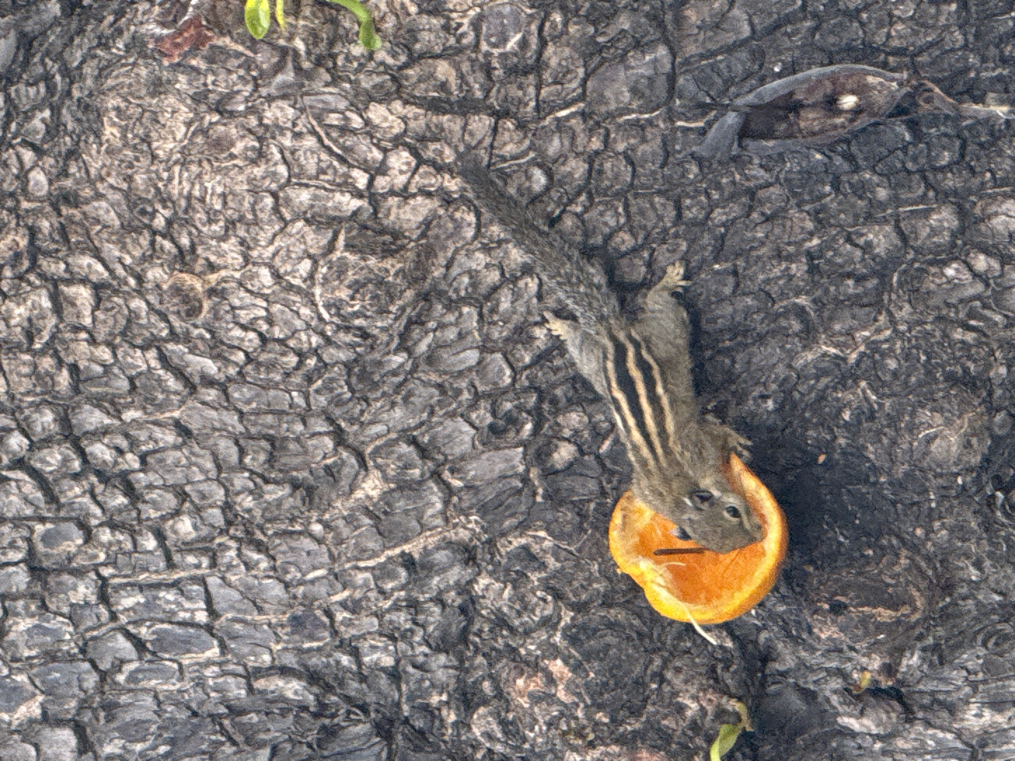 A photograph taken in Nha Trang Ward, Vietnam shows a squirrel on a tree trunk consuming an orange. The squirrel is positioned on the right side of the frame, atop a half-cut orange. The tree trunk takes up most of the background and is gray and textured.