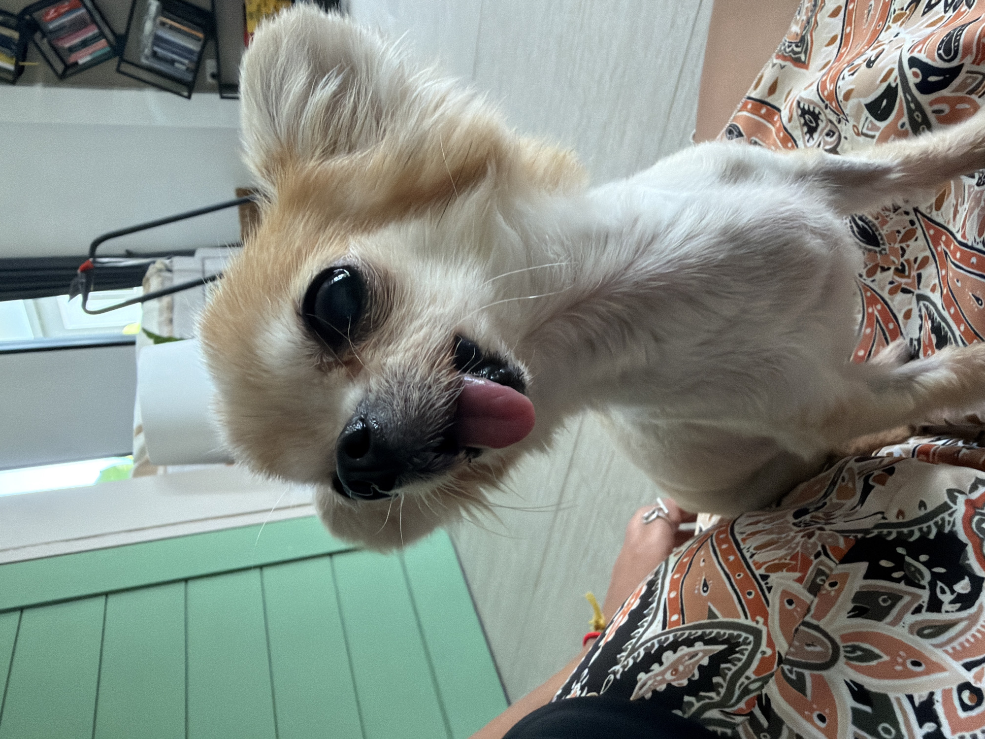 A small, light-colored dog with large ears and dark eyes is the main subject, looking upwards and panting with its tongue out. The dog is perched on the lap of a person whose legs are visible, wearing a patterned skirt in shades of orange, black, and white. The background suggests an indoor setting with light-colored flooring, a green paneled wall on the left, and bookshelves with books in the upper right corner. The lighting is natural and bright, indicating daytime. This scene is located in Koh Phangan, Thailand.