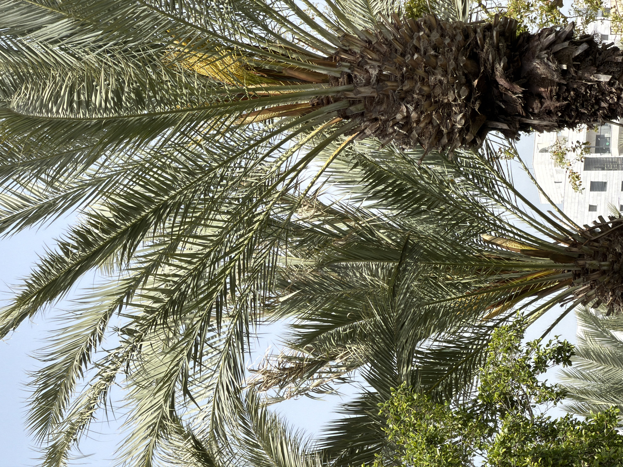 The image, likely taken in Kiryat Bialik, Israel, shows a low-angle view looking up into several palm trees. The tree trunks are visible, with the rough, dark brown bark texture contrasting with the green fronds that radiate outwards. The fronds are long and pinnate, with a slightly drooping appearance. The sky is visible through gaps in the foliage, appearing as a light blue backdrop. Other trees and parts of a building can be spotted behind.