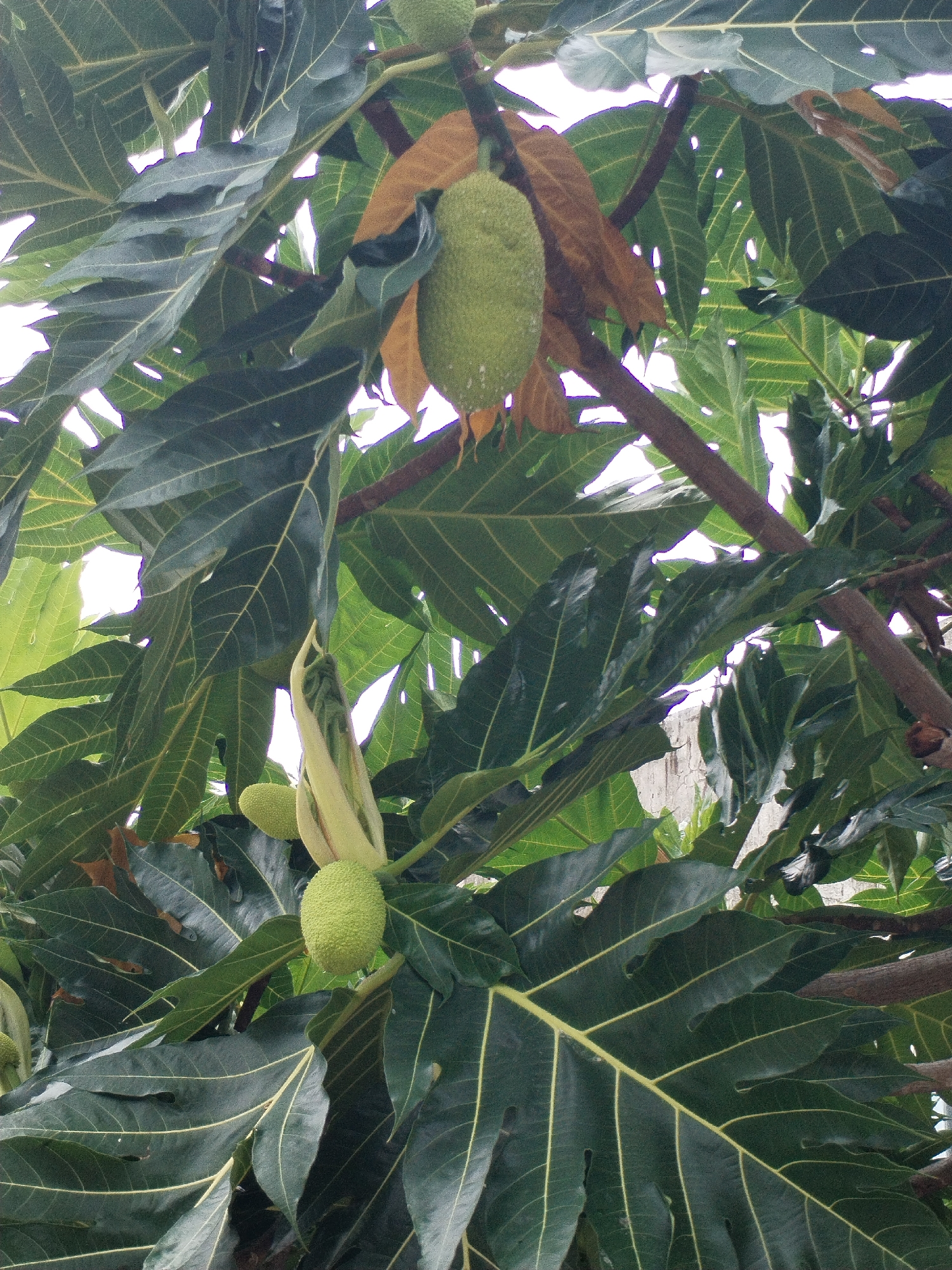 The image shows a breadfruit tree with mature and developing fruit hanging amongst its large, deeply lobed leaves. The leaves are primarily green with prominent yellow veining. Some leaves are browning and appear to be drying out. The breadfruit itself is green and textured. The background appears to be a bright, overcast sky and snippets of a white wall or structure. The location is in Nam Nha Trang Ward, Vietnam.