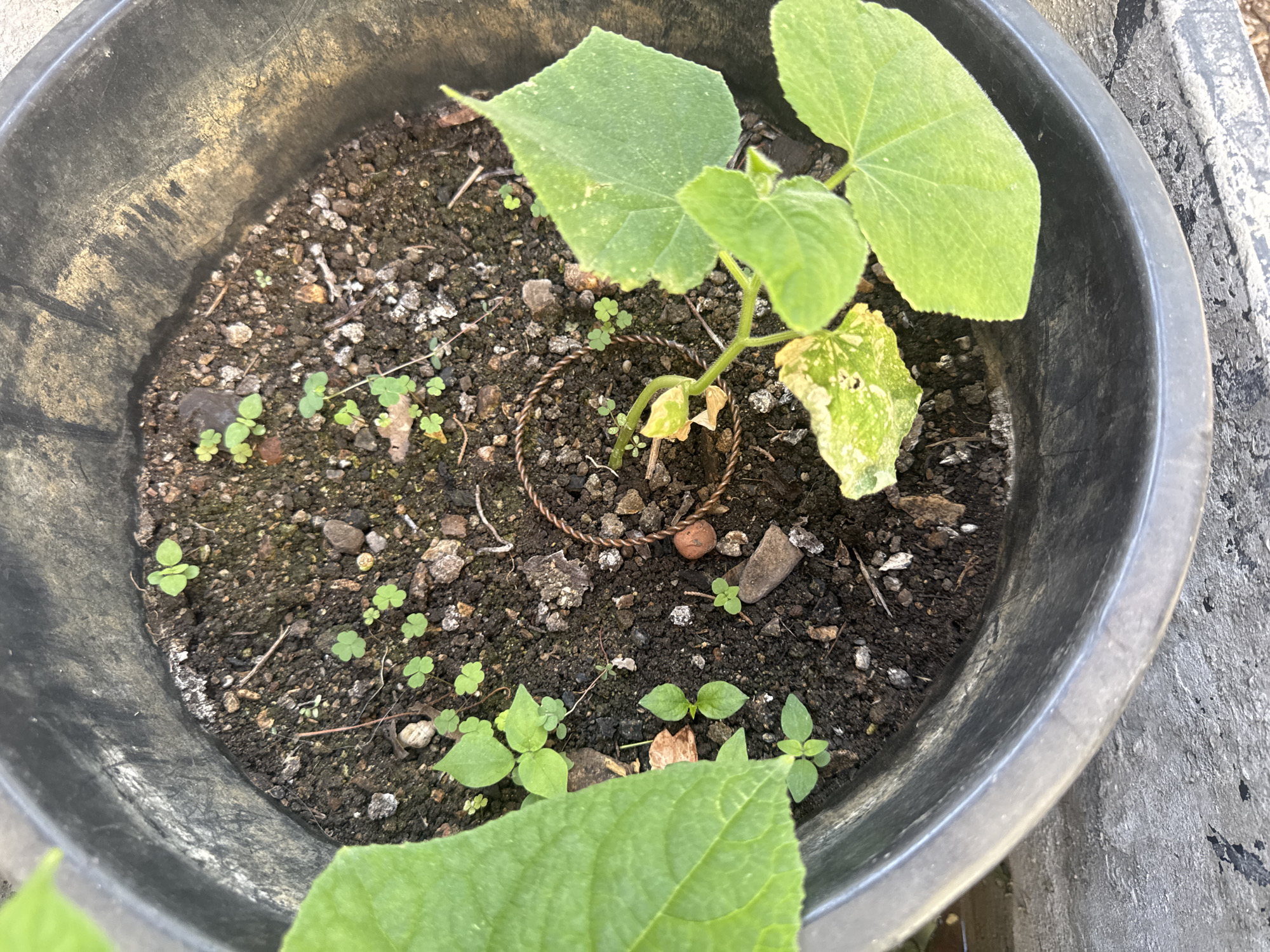 The image shows a close-up, overhead view of a black plastic pot filled with dark soil and small green plants. Several tiny clover-like plants are scattered across the soil, along with a few larger seedlings. One larger seedling in the foreground has two prominent green leaves and appears to be a cucumber plant. Another large green leaf, likely from a different plant, is partially visible on the left side of the frame. The pot is placed on a concrete surface. The scene is outdoors, with natural lighting. The location of Zgrade, Montenegro is not discernible from the image.