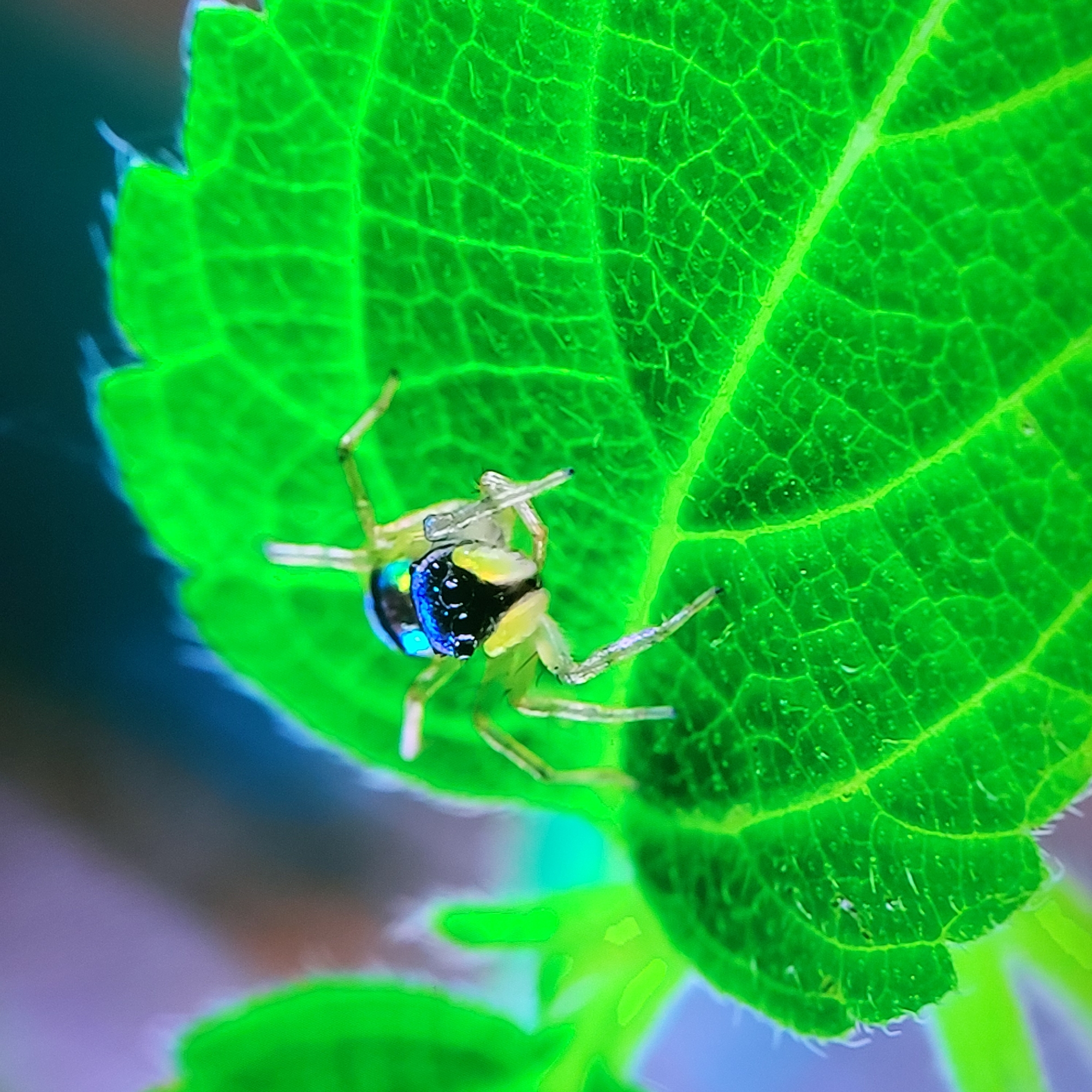 A detailed macro photograph shows a small, colorful spider perched on a vibrant green leaf. The spider has a distinctive iridescent blue and black abdomen, along with yellowish legs and body. The leaf's veins are clearly visible. The image does not provide the location or any information about Yerevan, Armenia.