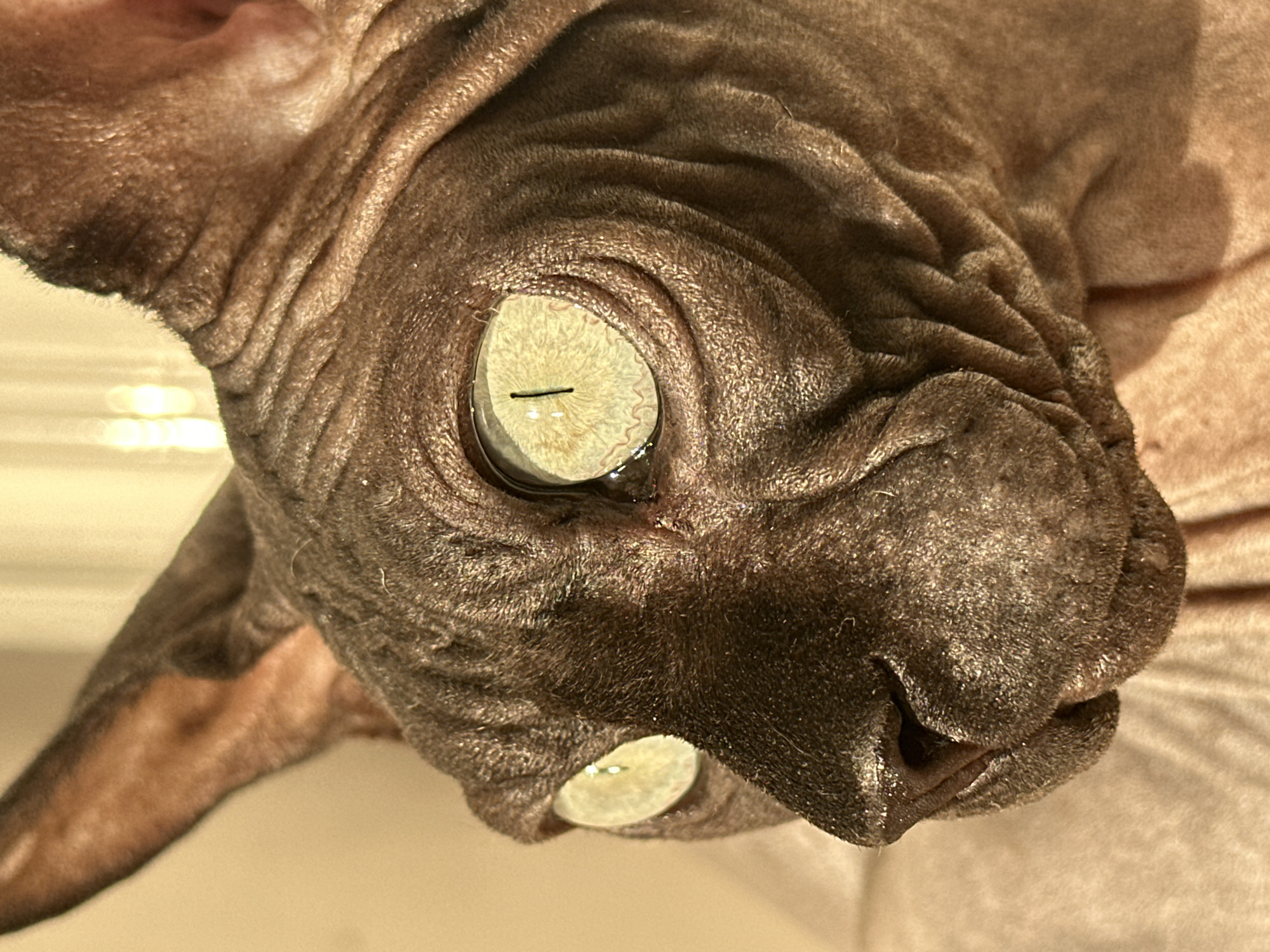 A close-up, topsy-turvy image features a hairless Sphynx cat. The cat's wrinkled, dark brown skin covers its head. The right ear is visible in the lower left corner. Its eyes are open, displaying a pale yellowish-green iris with a dark, horizontal pupil. The cat's nose and mouth are situated in the lower center of the frame. The background is out of focus, appearing as a light peach or beige color. Location: Unknown.