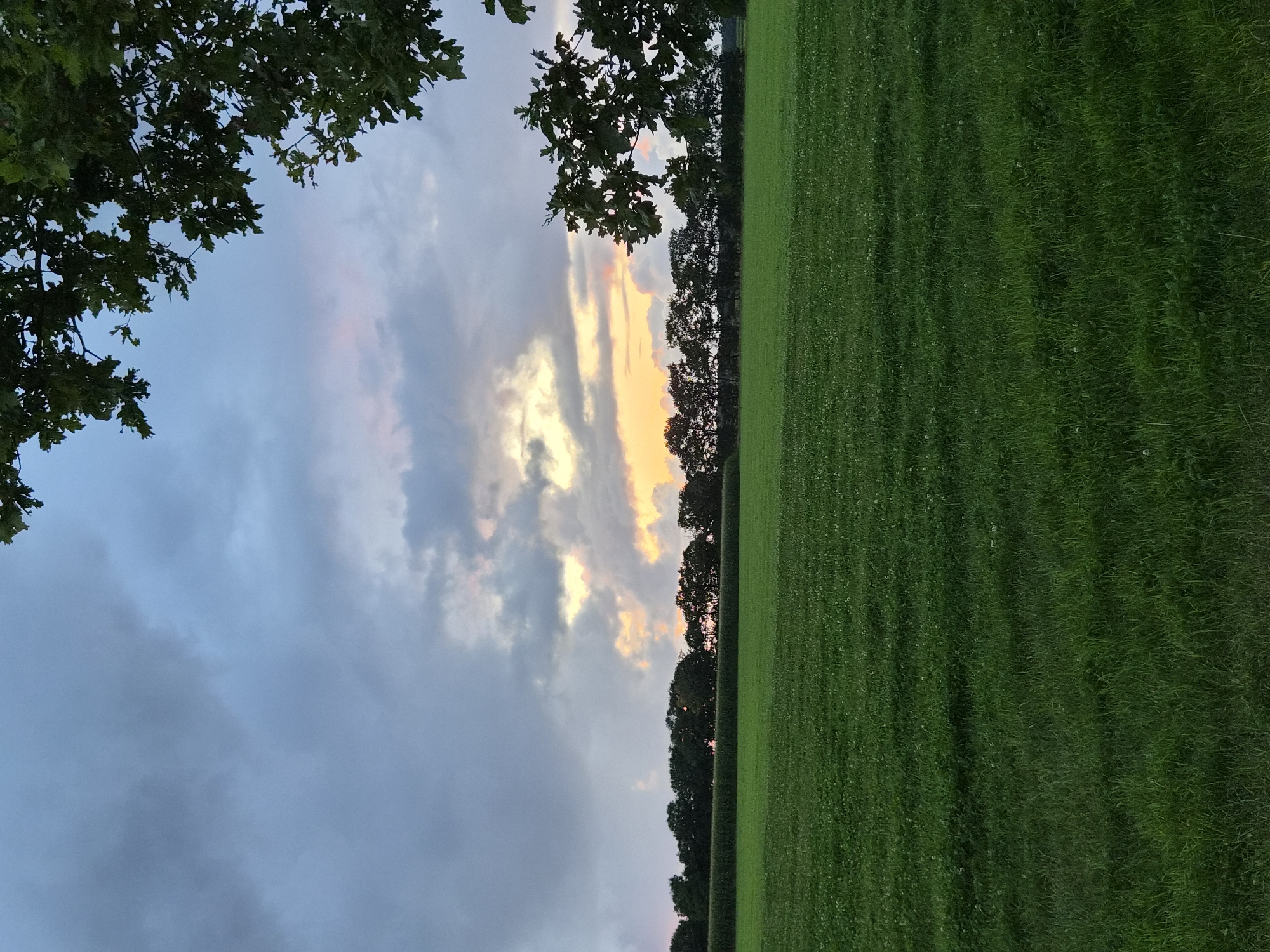 A wide shot captures a verdant green field in Schiffdorf, Germany, under a moody twilight sky. The field stretches from the foreground into the midground, its surface a textured carpet of grass with scattered white wildflowers. A dark line of trees, a mix of deciduous and coniferous, forms a dense border along the horizon, separating the field from the sky. Behind the trees, the sky is a dramatic canvas of grays, blues, and soft oranges and pinks, illuminated by the fading light of a sunset. The clouds are heavy and diffused, suggesting an approaching or recent rain. In the upper right corner, the dark, leafy branches of an oak tree intrude into the frame, their silhouette a stark contrast to the softer elements of the landscape. The scene evokes a sense of natural beauty and tranquility, with a hint of the dramatic weather systems passing through. There are no people, animals, or man-made structures visible in the frame.