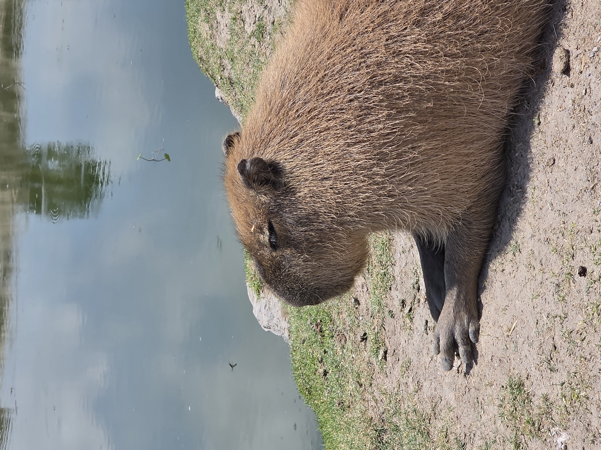 An image captures a capybara resting or standing calmly by the edge of a body of water in what appears to be a sunny outdoor environment, specifically in Heroica Puebla de Zaragoza, Mexico. The capybara, a large rodent with coarse, brown fur, is positioned on a dirt and grassy bank, facing towards the left side of the frame. Its eyes are partially closed, suggesting a relaxed state.
The water, likely a pond or calm lake, reflects the bright blue sky and some distant foliage, indicating clear weather. Small green aquatic plants are visible floating on the water's surface, and ripples gently distort the reflections. The ground where the capybara sits is a mix of dry earth and sparse green patches of grass. Distinct shadows are cast by the capybara, suggesting it is daytime with direct sunlight. One of its front paws, which appears to be webbed and has visible claws, is resting on the ground. No human subjects or discernible text are present in the image. The scene evokes a peaceful, natural setting, highlighting the capybara in its typical semi-aquatic habitat.
