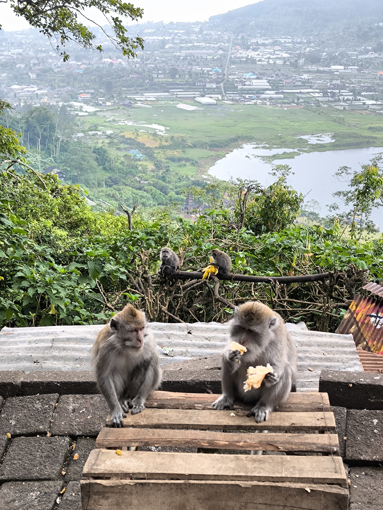 In the city of Sukasada, Indonesia, a scenic overview captures a lush valley dotted with buildings and a serene lake under a hazy sky. In the foreground, two macaques are perched on a wooden structure, with one actively consuming a piece of fruit. Behind them, several other macaques are visible amongst the branches of the surrounding trees. One of these macaques is seen holding a banana. The environment is dense with vegetation, suggesting a natural habitat within or near the urban landscape.