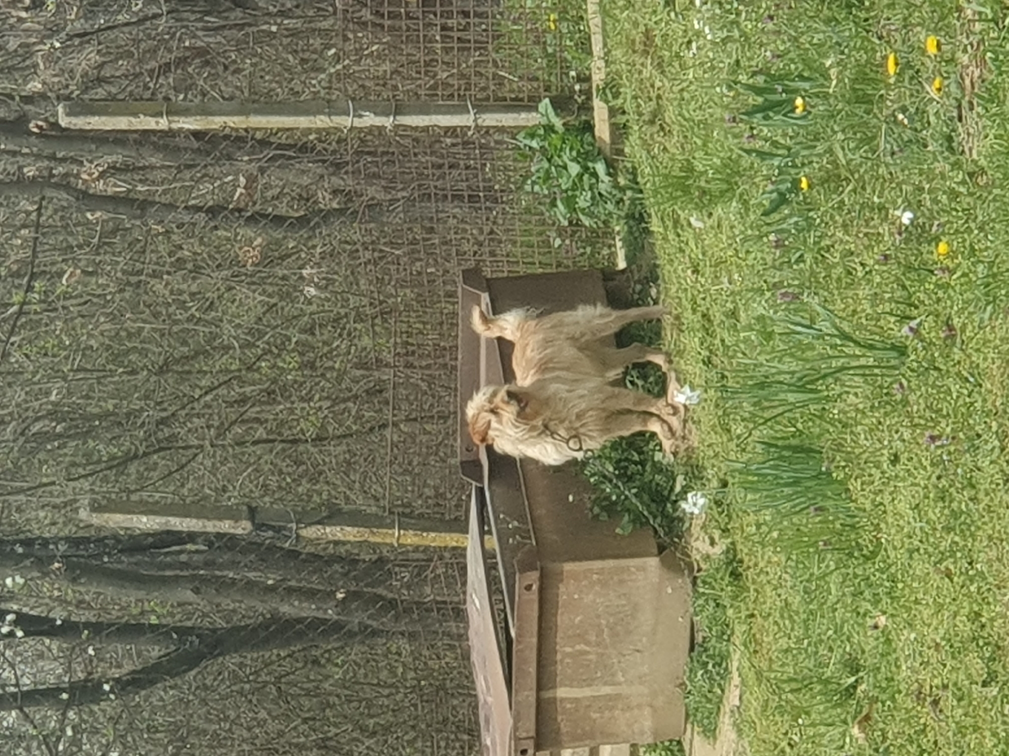 The image shows a light brown, medium-sized dog with shaggy fur standing near a rusty metal container or dumpster. The dog appears to have a collar. The scene is situated in a grassy area with some weeds and scattered yellow flowers. To the left, there is a wire fence and a background of trees without leaves. The location is Хаджийско, Bulgaria.