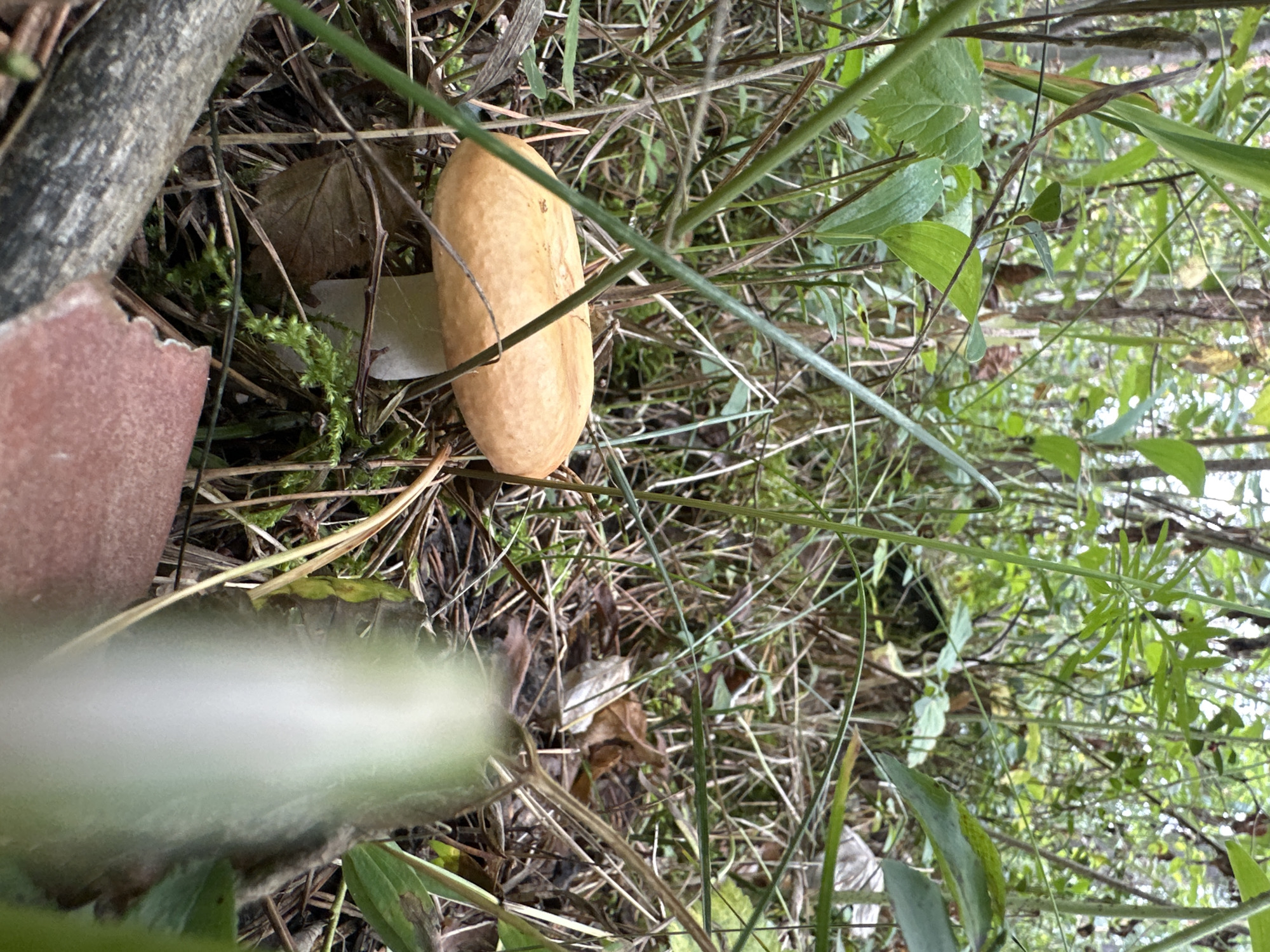 The image depicts a close-up, low-angle view of a single mushroom growing amidst the undergrowth of a forest. The mushroom has a distinct orange-brown cap with a smooth surface and a white stem. It is surrounded by green grasses, dry leaves, and moss. The background consists of a dense thicket of trees and foliage, creating a natural woodland environment. The lighting suggests an overcast or shaded day. The location is identified as being in the city of Соколово, Russia.