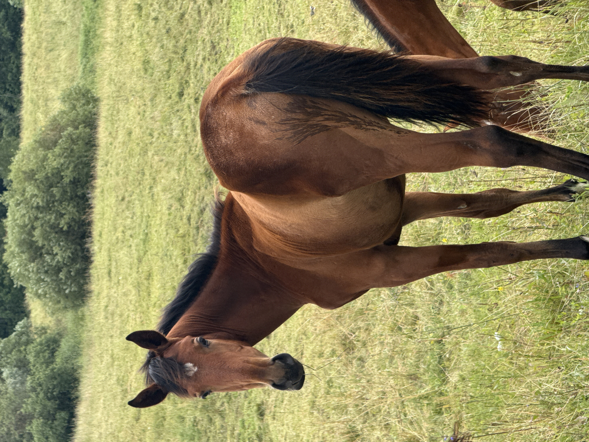 In the city of Galinė, Lithuania, a brown horse stands in a grassy field, facing the camera. The horse has a white marking on its forehead and a black mane and tail. It appears to be grazing or holding a piece of grass in its mouth. The background consists of more grass and a line of trees in the distance. Another horse is partially visible to the right of the main subject. The lighting suggests it is daytime.