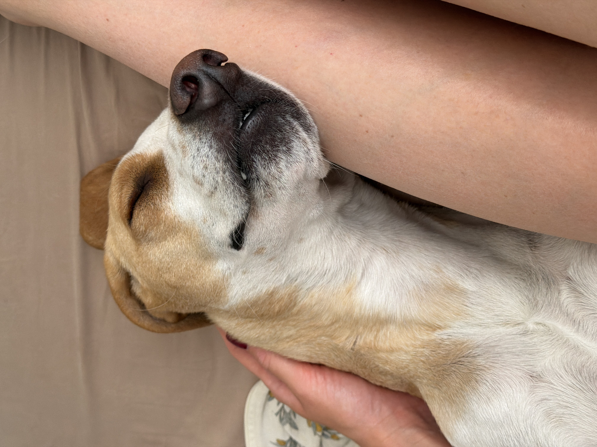 A dog is lying on a light brown surface with its head resting against a person's arm. The dog's coat is a mix of white and tan, with a dark nose. The person's hand is visible near the dog's head. The scene appears to be indoors, possibly on a bed or couch. There is no visible indication of Budva, Montenegro.