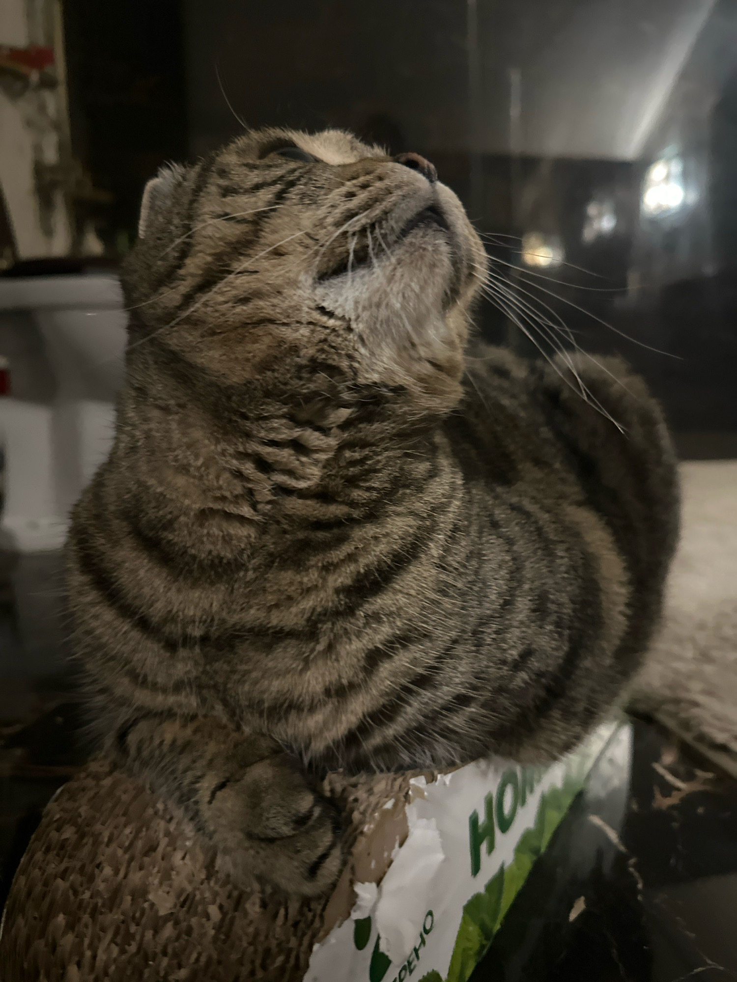 A tabby cat is captured in a medium shot, facing upwards and to the right, with its body curled. The cat's fur exhibits a pattern of dark brown and grey stripes. Its left paw is tucked beneath its chin, resting on what appears to be a cardboard scratching post or a similar textured surface. The background is blurred, with hints of a white toilet cistern on the left and shiny, reflective surfaces with bokeh lights on the right, suggesting an indoor environment. Text and green imagery are partially visible on the object the cat is resting on. The overall lighting is dim, creating a moody atmosphere. The location of Virki, Russia, is not determinable from the visual information in the image.