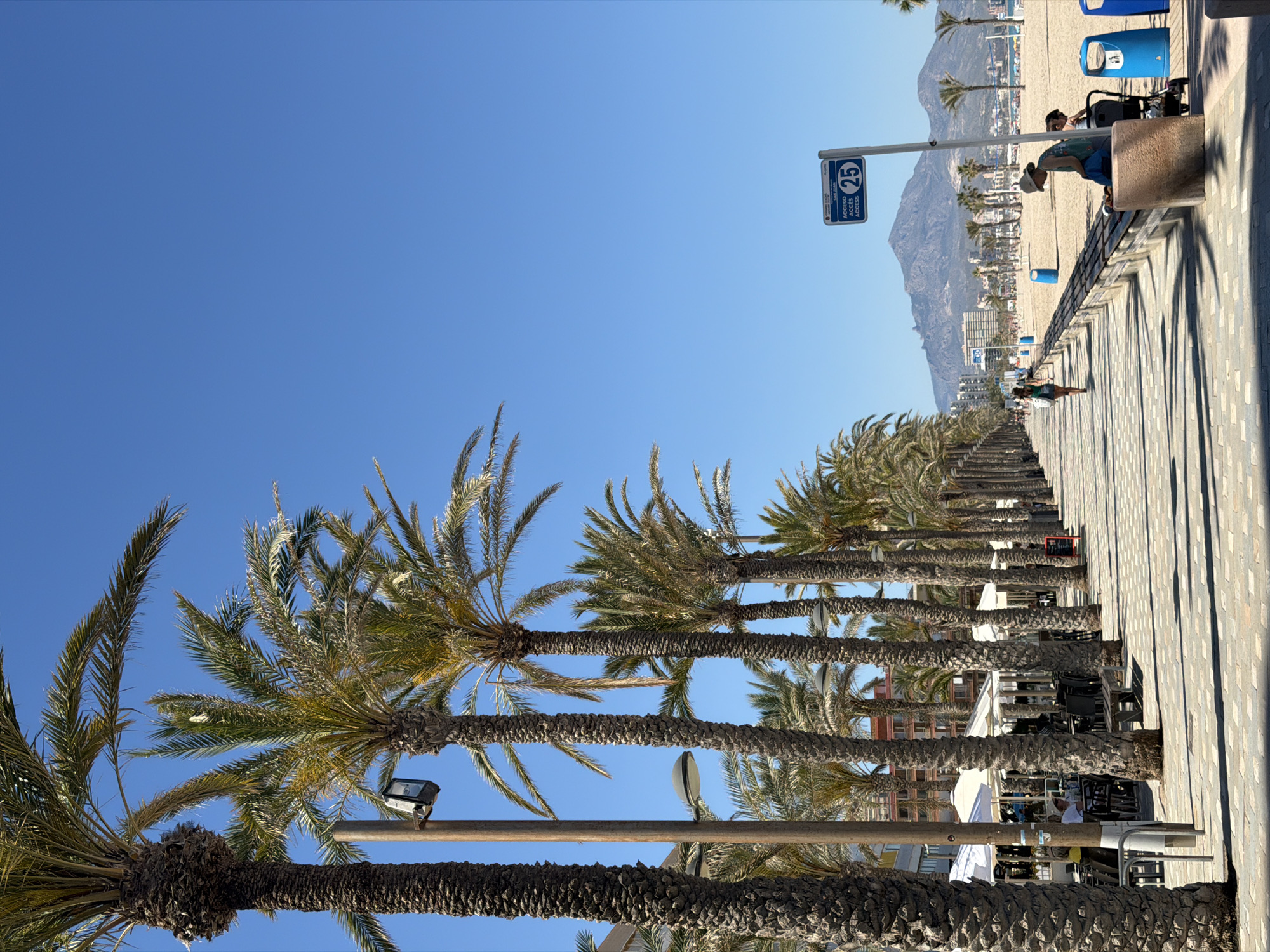 The image depicts a sunny beach promenade in Alicante, Spain, lined with palm trees. The trees are in the foreground, extending upwards towards the clear blue sky. In the mid-ground, a paved walkway stretches into the distance, with people strolling along it. A beach runs parallel to the walkway, with a mountain range visible in the background. A sign with the number "25" is visible along the walkway. A person is leaning on a low wall. Trashcans and strollers are along the beach.